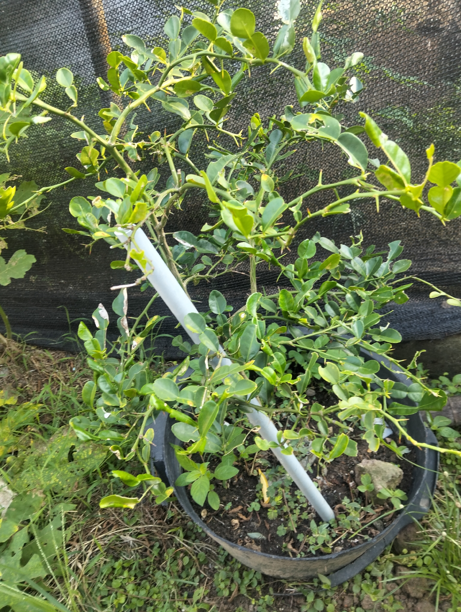 A thorny green bush in a black pot sits on the ground in a garden, with a black mesh fence in the background. The bush has many leaves and branches, and a white plastic pipe is inserted into the soil of the pot. The ground around the pot is covered with grass and dry leaves. The scene appears to be outdoors, possibly in the city of Payagaboh, Indonesia.