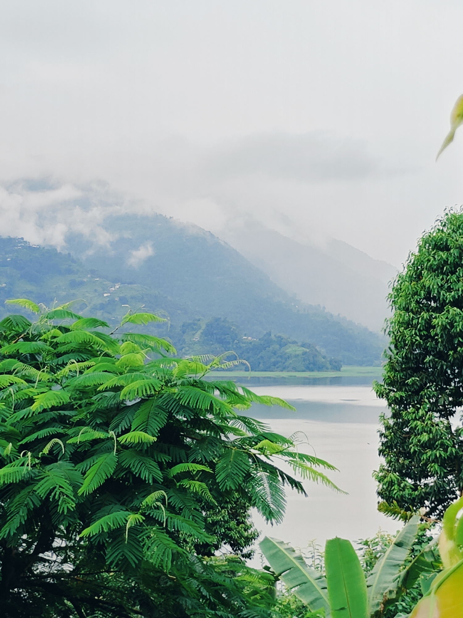 The image depicts a serene view of Phewa Lake in Pokhara, Nepal, under a hazy sky. In the foreground, lush green trees with delicate, feathery leaves dominate the left side of the frame, their vibrant foliage contrasting with the muted tones of the background. To the right, another tree with dense, dark green foliage stands prominently. Beyond the trees, the tranquil waters of Phewa Lake stretch out, reflecting the overcast sky. In the distance, mist-shrouded mountains rise, with scattered houses visible on their slopes, hinting at human habitation. The overall atmosphere is one of natural beauty and peacefulness, typical of Pokhara's picturesque landscape.