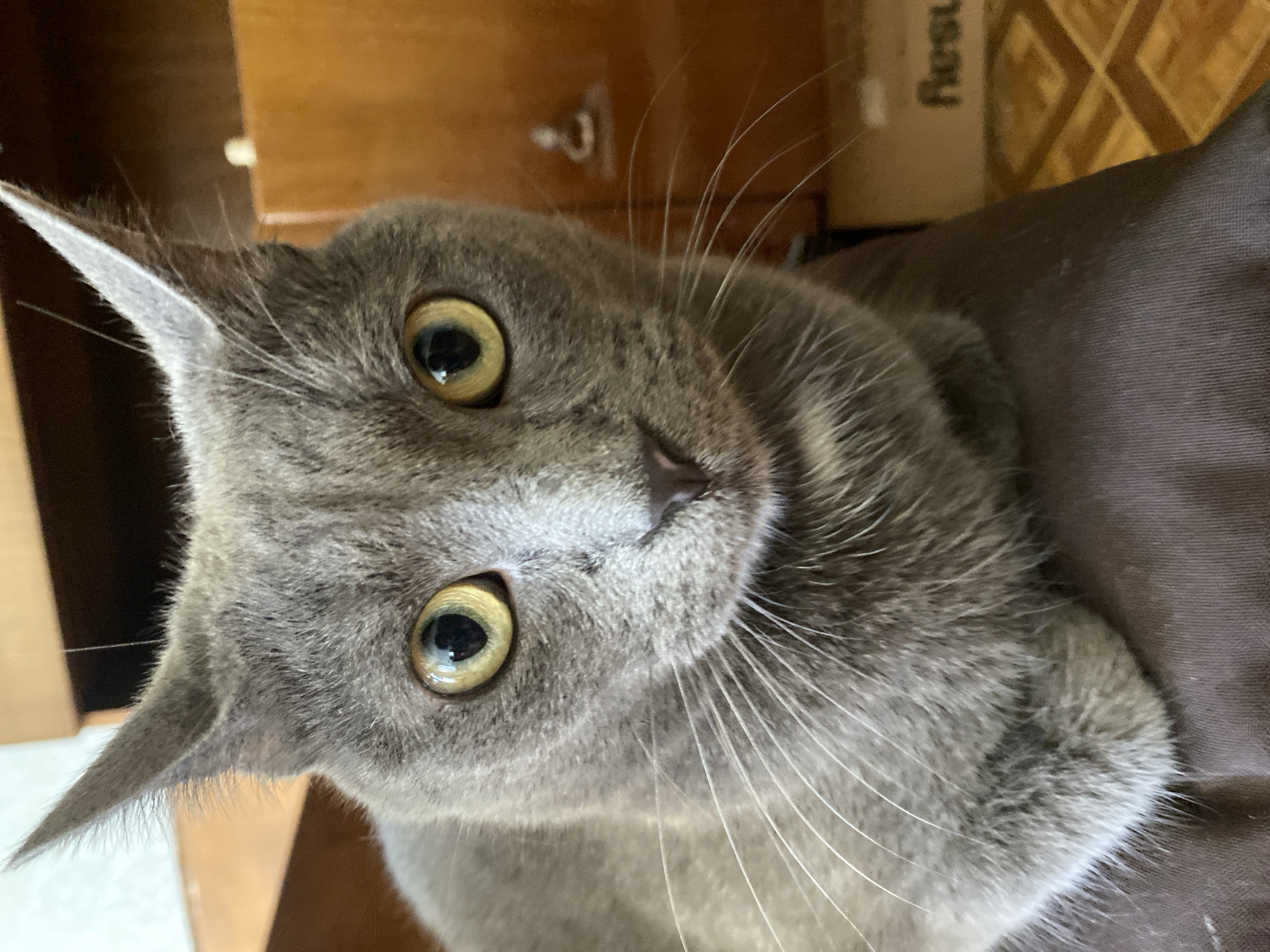 A close-up, head-on, medium shot captures a grey cat with bright yellow eyes. The cat is sitting down, its paws tucked underneath its chest, and it is looking directly at the camera. The cat's ears are pointed upwards, and its whiskers are fanned out. The background is blurry and appears to be an indoor setting with wooden furniture.