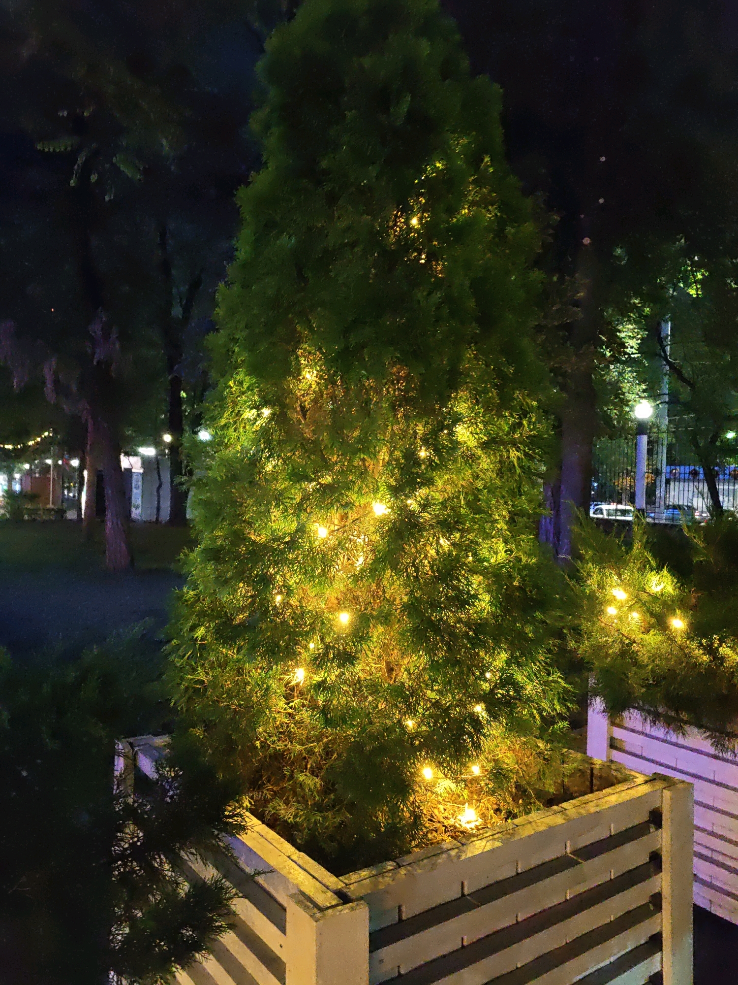A tall, conical evergreen tree, possibly a cypress or thuja, is decorated with numerous small, warm-toned fairy lights. The tree is situated in a large, rectangular planter box constructed of light-colored wooden slats. The planter box has a modern, minimalist design with thick corner posts. The tree and planter are positioned outdoors, likely in a park or public space, as indicated by the presence of other trees and streetlights in the background. The lighting suggests it is nighttime or dusk. The overall scene evokes a festive or decorative atmosphere, typical of holiday decorations or an illuminated garden feature. The image was captured in Rostov-on-Don, Russia.