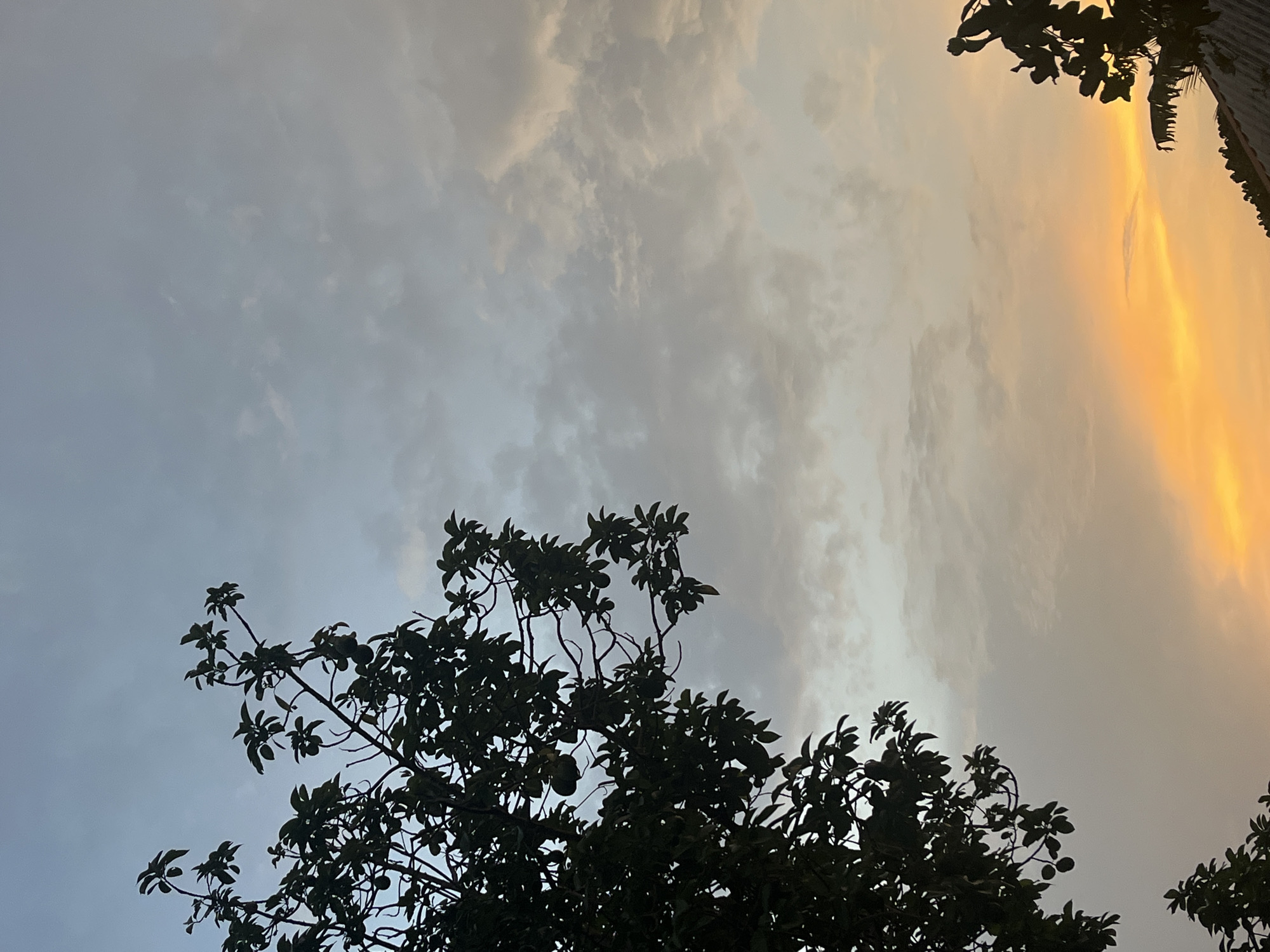 The image depicts a view looking upwards, possibly from a street or yard in Ikot Ekpene, Nigeria. Silhouetted tree branches with leaves occupy the foreground and lower portion of the frame. Above, the sky transitions in color from greyish-blue on the left to orange-yellow on the right, indicating either sunrise or sunset. Clouds are visible throughout the sky. Parts of a building and a palm tree are seen in the top right. There are no people or animals visible.