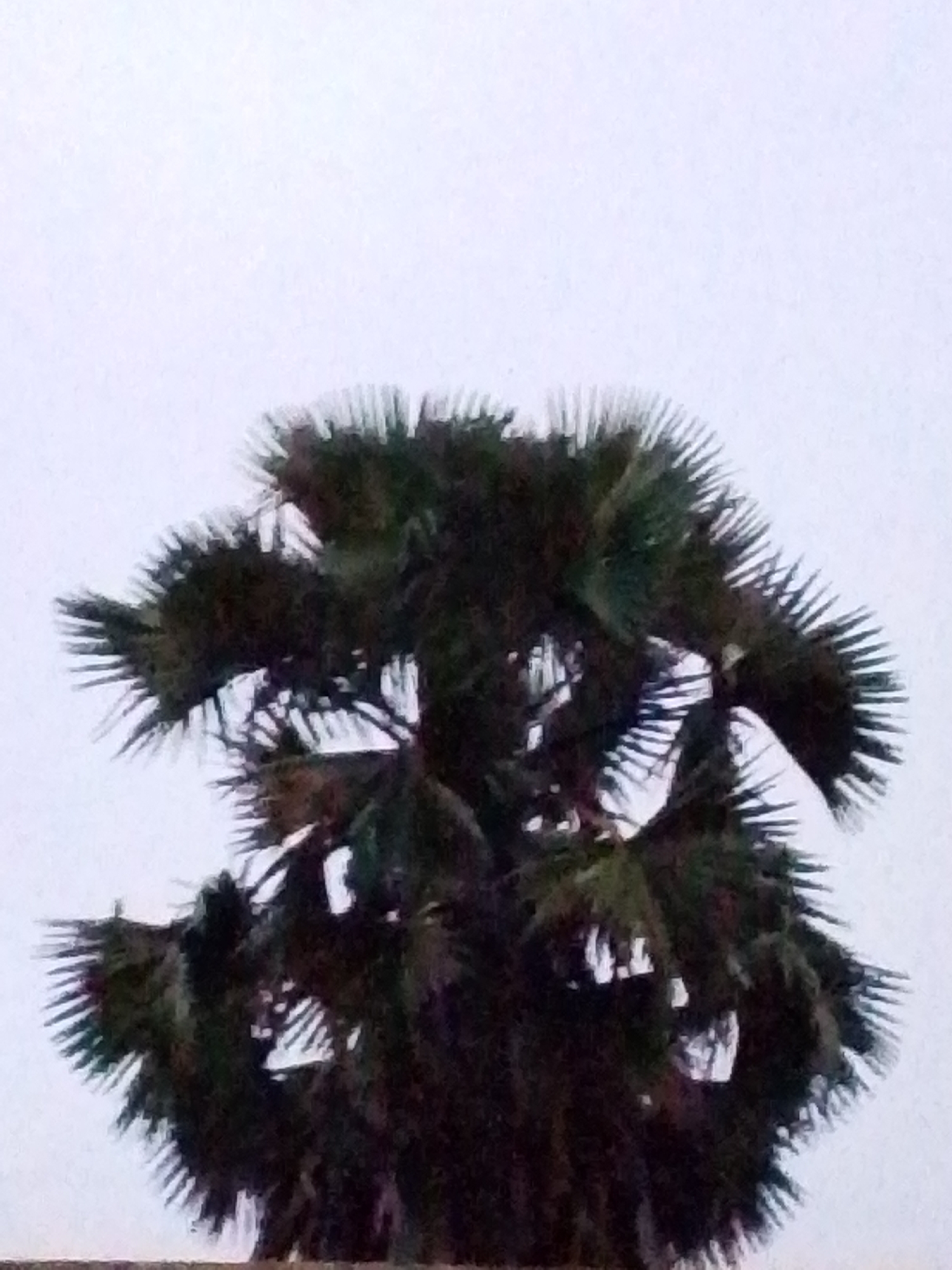 The image shows the crown of a palm tree against a pale, overcast sky. The palm tree's fronds are dark green and fan-shaped, with sharp, pointed tips. The fronds are densely packed, obscuring much of the trunk and any potential background details. The lighting suggests it is daytime, but the sky is devoid of direct sunlight. There is a sliver of a light-colored horizontal surface visible at the very bottom of the frame, possibly a wall or a railing. The scene is devoid of any human presence or other discernible objects. The image is a close-up shot, focusing solely on the tree's foliage.