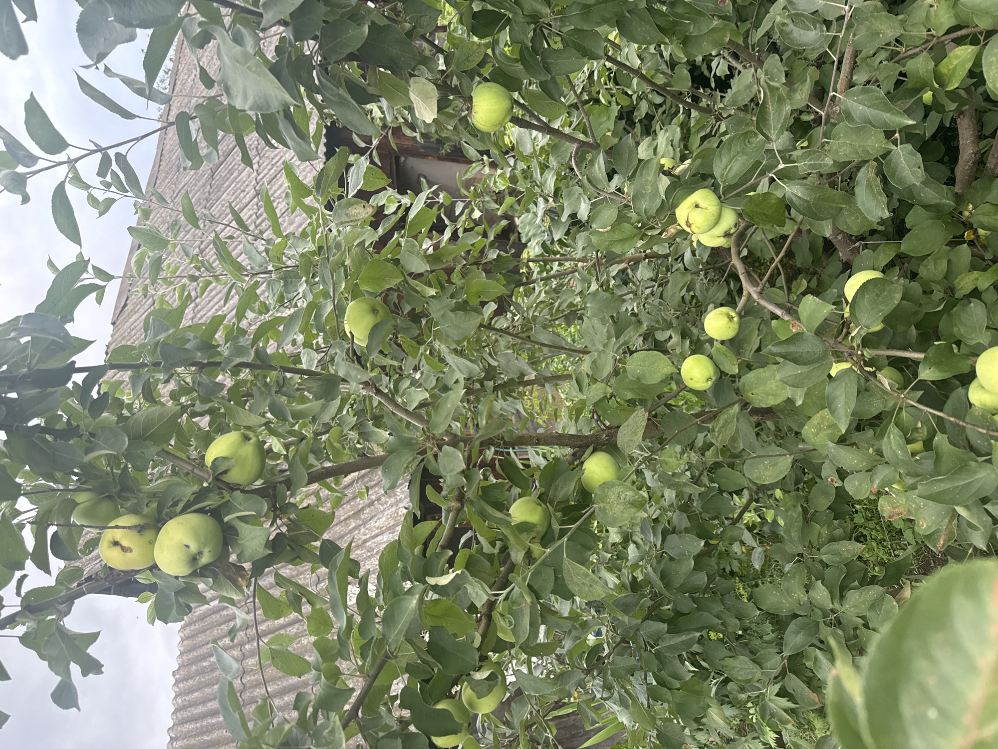 An apple tree with green apples is in the foreground, with a weathered corrugated roof of a building visible in the background. The image is taken in Nozhovka, Russia.