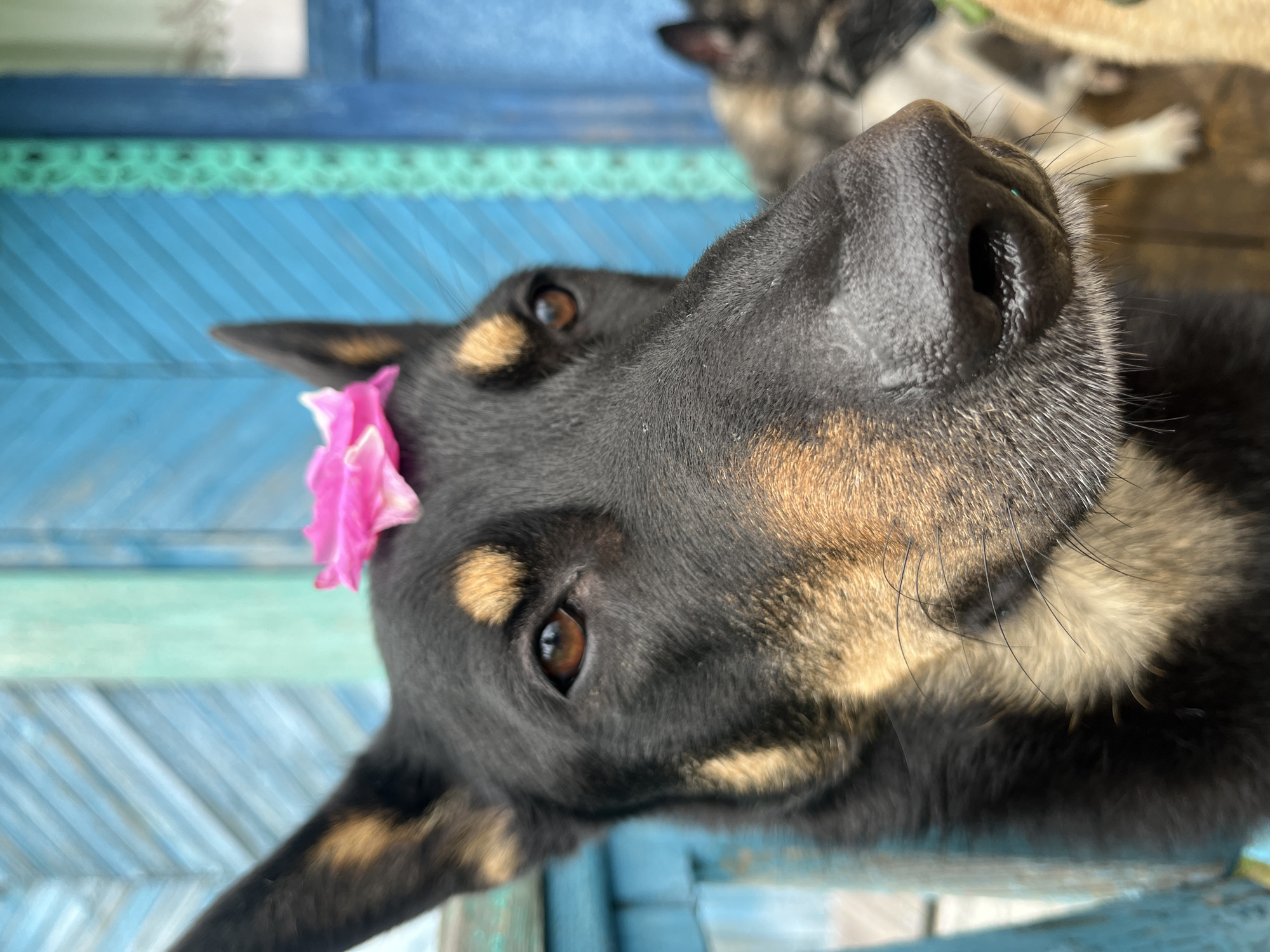A close-up, shallow depth of field photograph shows the head of a black and tan dog with a pink flower on its forehead. The dog is looking slightly to the left, its brown eyes visible. Its nose is prominent and appears wet. In the background, a blue wooden structure is visible, likely a building. Another dog, appearing lighter in color, is out of focus in the background to the right. The image was captured outdoors, with natural lighting.