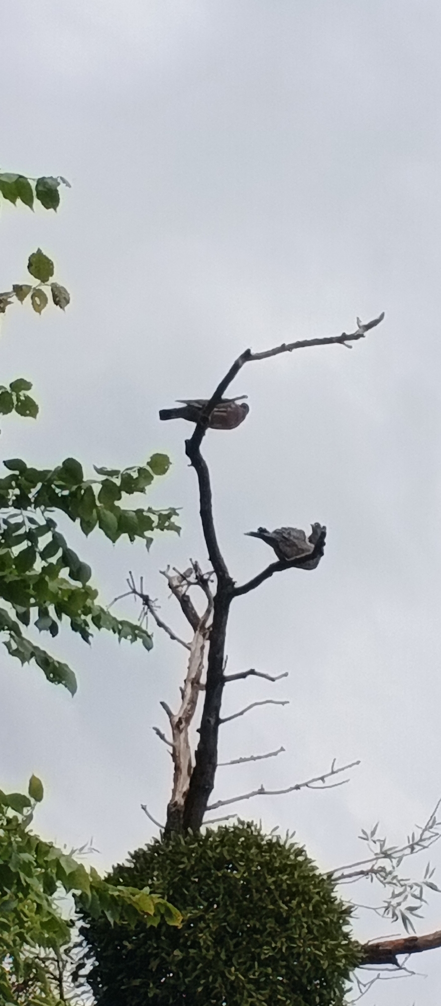 Two birds are perched on the bare branches of a dead tree. One bird is in the upper part of the tree, facing downwards. The other bird is below it, facing to the right. The tree is situated in front of a cluster of green foliage, possibly a mistletoe clump on another tree. The background is a pale, overcast sky. The image does not provide any specific information or visual cues to identify its location within the city of Smila, Ukraine.