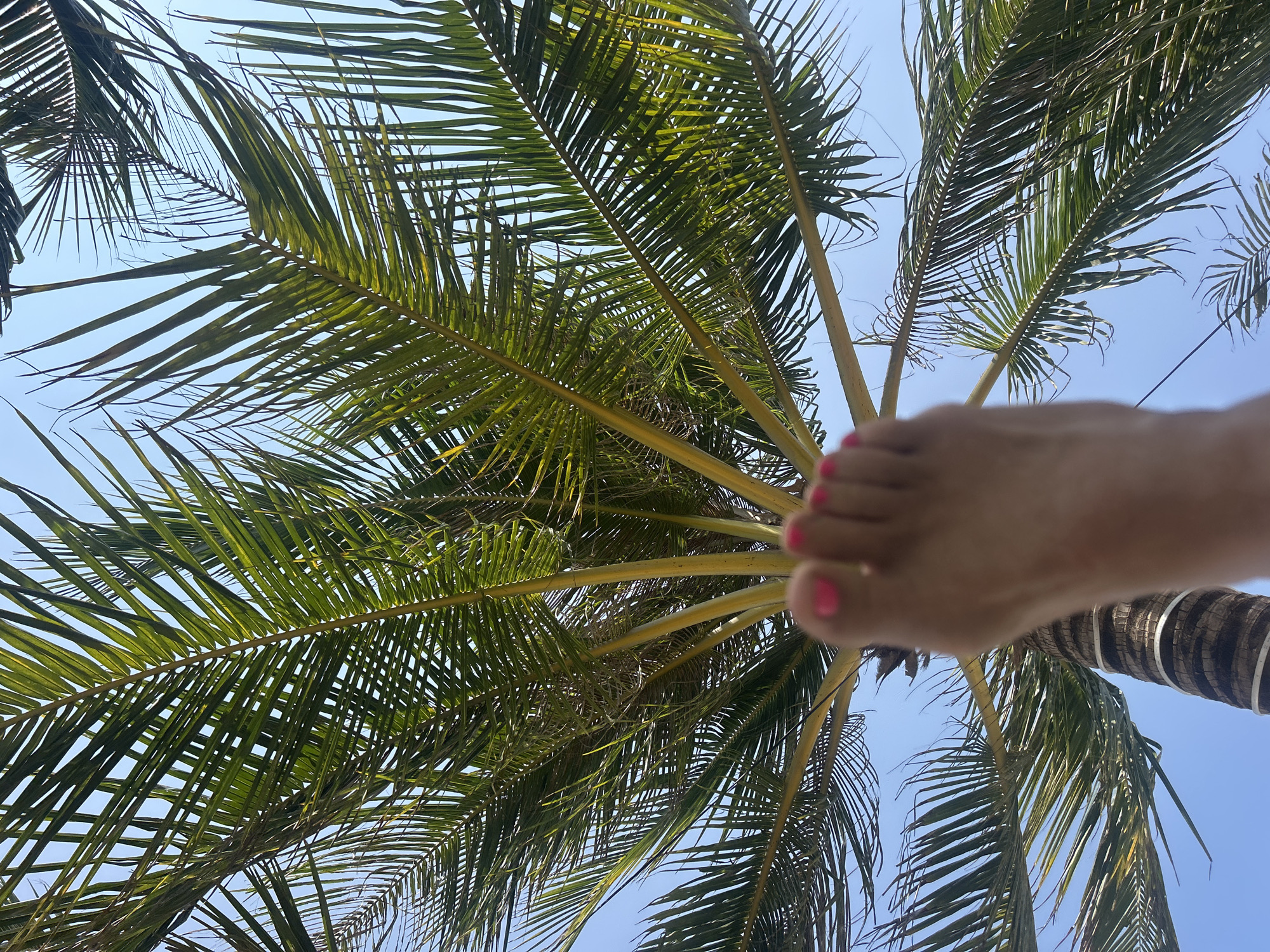 The image shows a low-angle view looking up into a palm tree, with a person's foot and painted pink toenails in the lower right quadrant, apparently held up against the tree trunk. The blue sky is visible between the palm leaves. Nha Trang, Vietnam is not discernible from the details of the photograph.