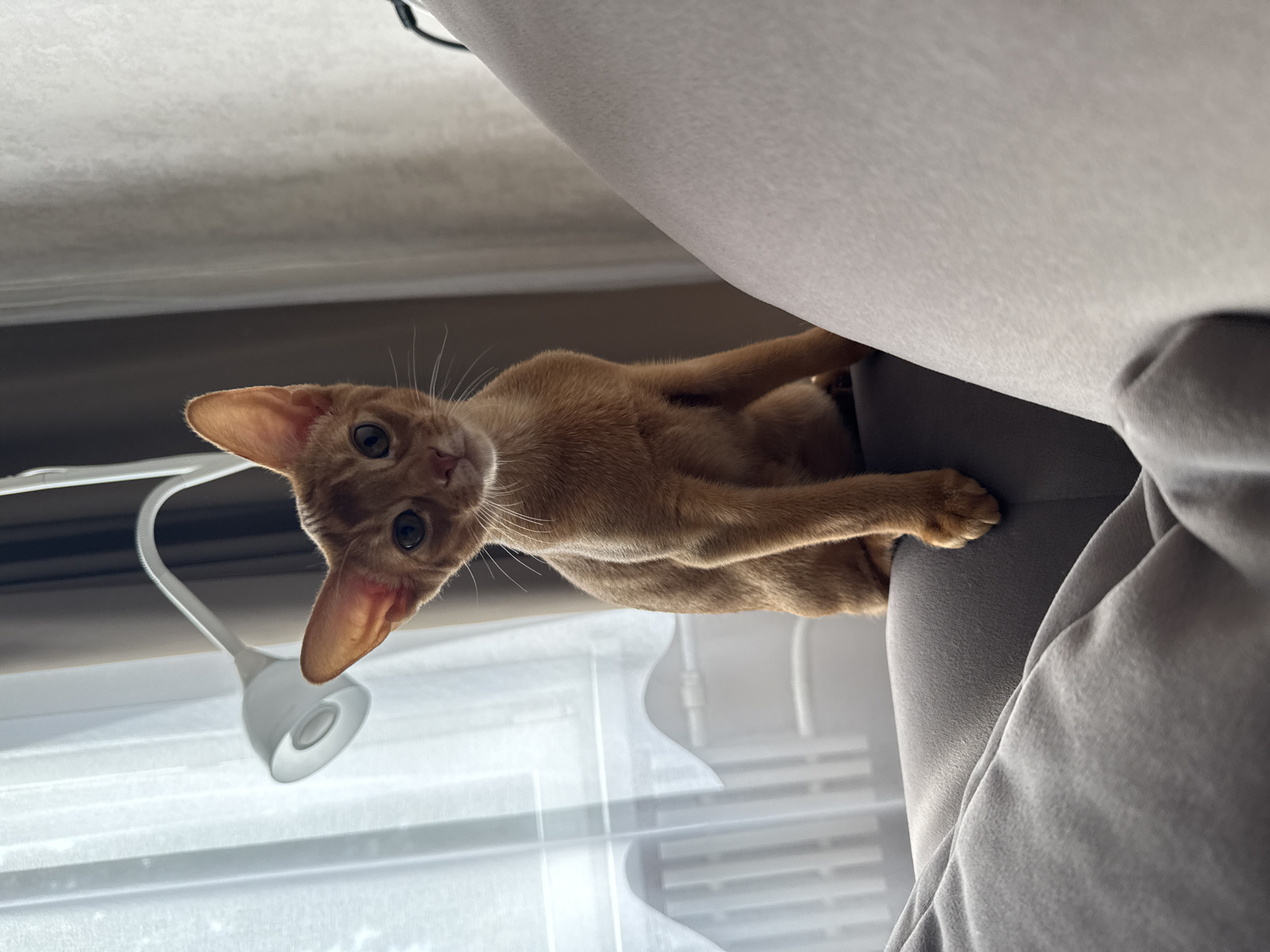 A ginger cat with large ears and dark eyes sits on a grey sofa, looking towards the camera. The cat's body is mostly visible, with its front paws resting on the sofa. Behind the cat, a white lamp with a flexible neck is positioned in front of a sheer white curtain, which is drawn across a window. The background appears to be an indoor setting, possibly a living room. The image does not contain any discernible elements that would indicate the city of Stary Oskol, Russia.