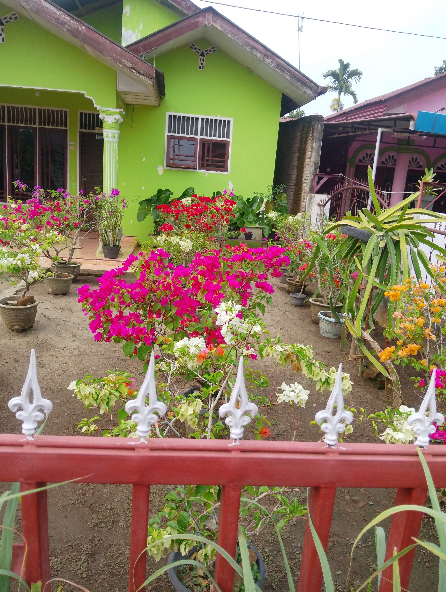 The image shows a vibrant garden in front of a lime green house, situated in Naga Jaya 1, Indonesia. The garden is filled with a variety of flowering plants, including bright pink, red, and white bougainvillea, as well as orange flowers. Several potted plants, including a dragon fruit cactus, are arranged along a dirt path. A red metal fence with white decorative finials runs across the foreground, partially obscuring the view of the garden. The house features traditional Indonesian architecture with dark-framed windows and a dark-tiled roof. A neighboring pink house is visible to the right, separated by a brick wall. The sky is overcast, suggesting a cloudy day.