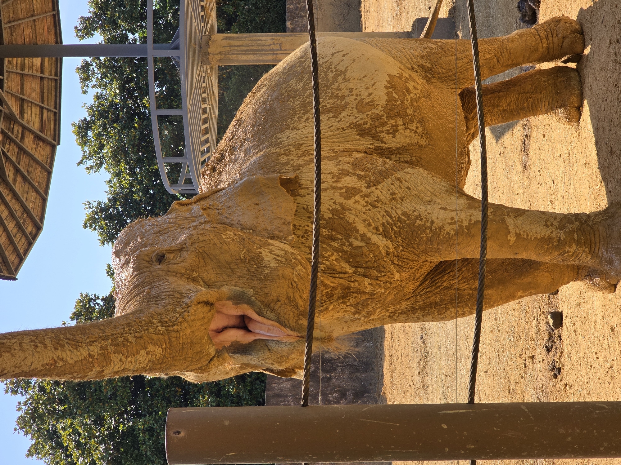 An elephant covered in mud stands in an enclosure with a wooden roof structure overhead. The elephant's trunk is raised and its mouth is open, revealing its tongue. A cable runs horizontally across the foreground, separating the elephant from the viewer. The ground is sandy and dry, with some patches of dark soil and scattered rocks. In the background, trees and a fence are visible. The scene is bathed in sunlight, casting long shadows. The location is Fuyang, China.