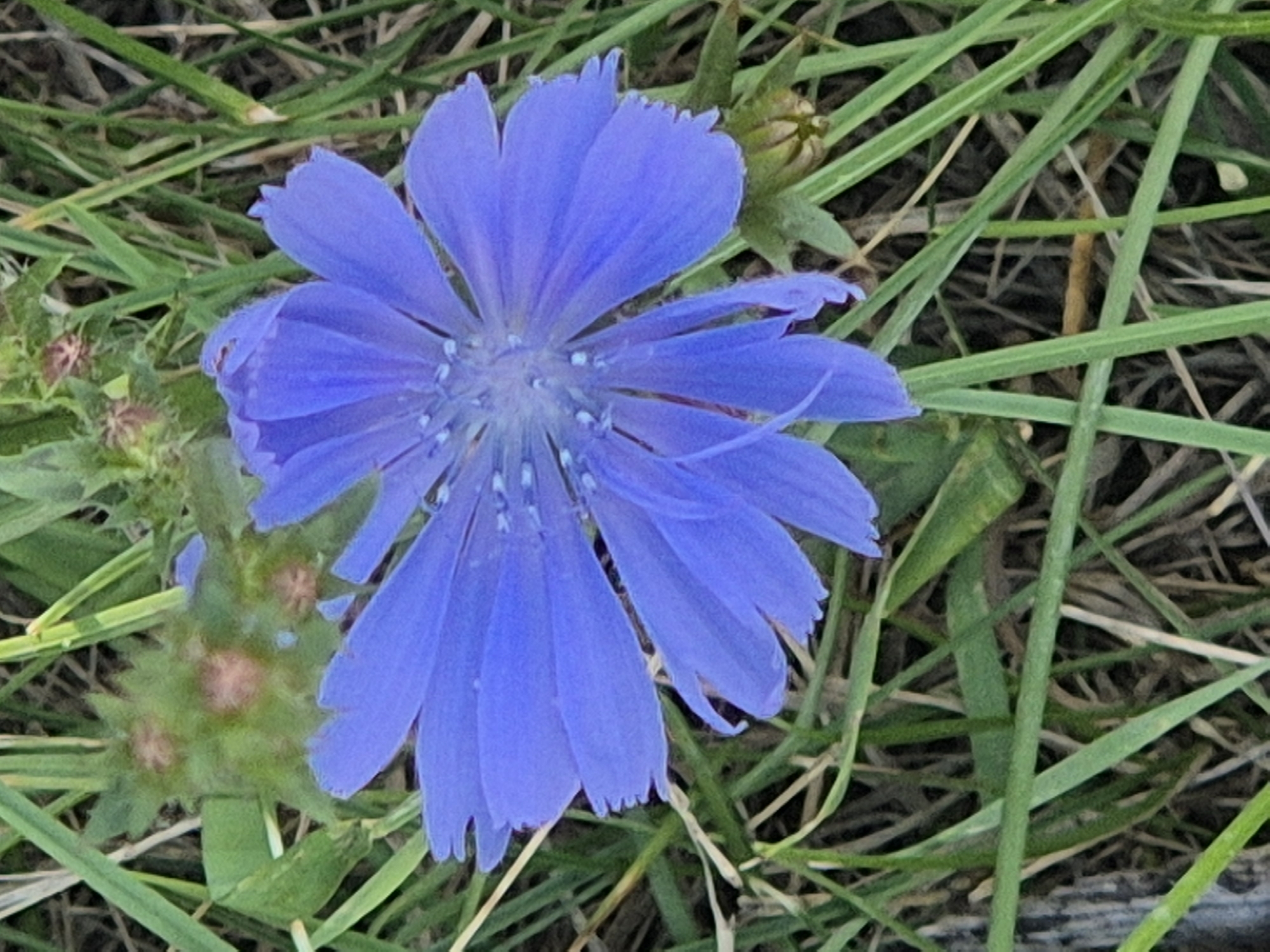 The image displays a close-up, overhead view of a single, vibrant blue chicory flower. The flower's petals are delicate and slightly serrated at the edges, radiating outwards from a central cluster of light blue stamens and pistils. The flower is surrounded by a field of dry grass and some green blades of grass. In the upper left portion of the image, there are some green buds with reddish-brown centers, characteristic of chicory flower buds. The overall scene suggests a natural, possibly rural or park-like setting. There are no people, structures, or man-made objects visible. The image is set outdoors, likely during daylight hours, given the clarity of the subject. The background consists of a mixture of dried grass and green grass, with some out-of-focus elements suggesting further foliage. The specific location in the city of Kokshetau, Kazakhstan, cannot be determined from the visual information provided in the image alone.