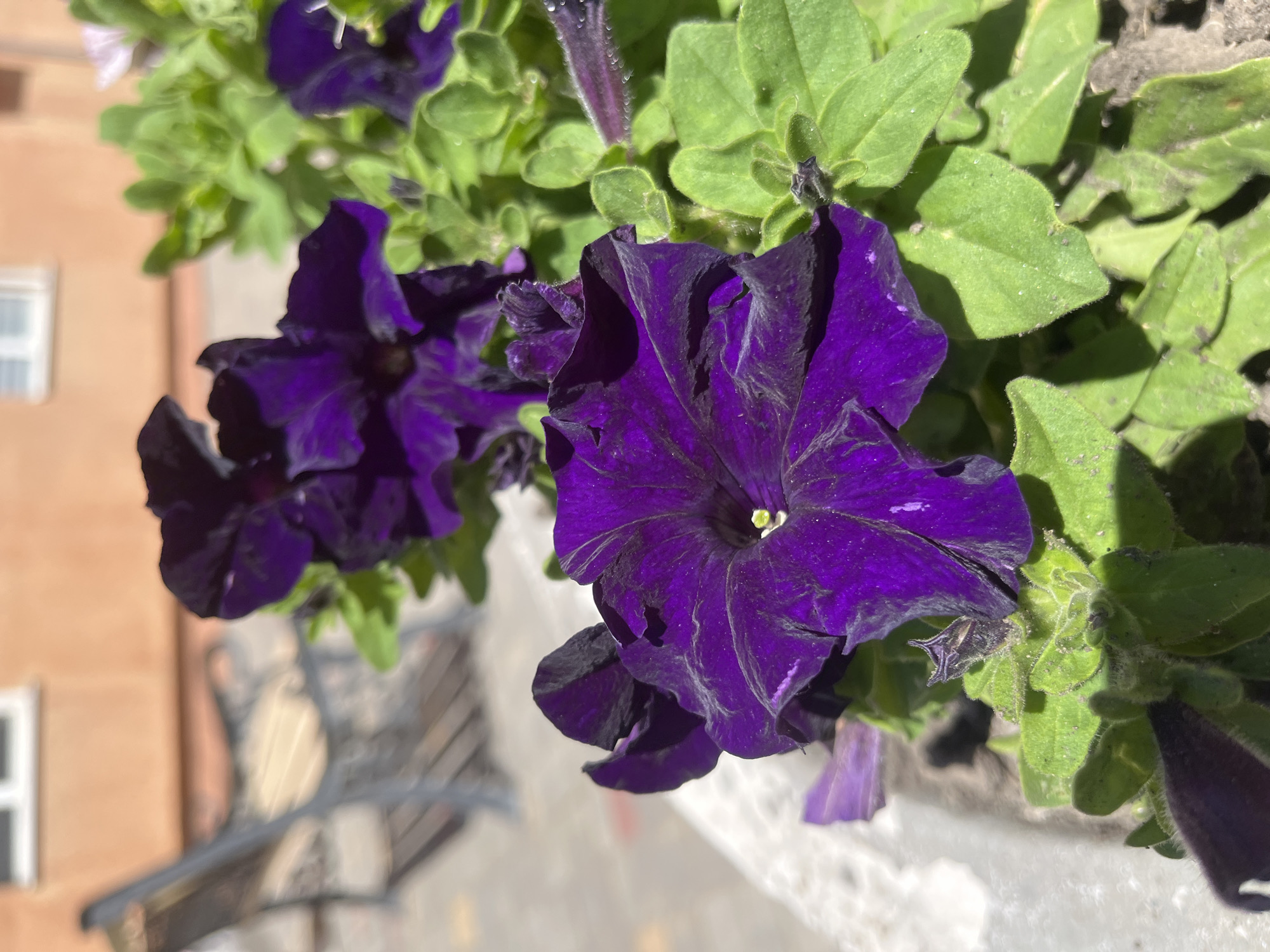 This image shows a close-up of deep purple petunias in a planter box. The flowers are in full bloom and their petals are ruffled. The leaves are a vibrant green. In the background, a blurred image of a park bench and a building with an orange facade can be seen. The lighting suggests it is daytime, possibly sunny. The location is not specified in the image or provided context, so a specific location in Dnipro, Ukraine, cannot be determined.