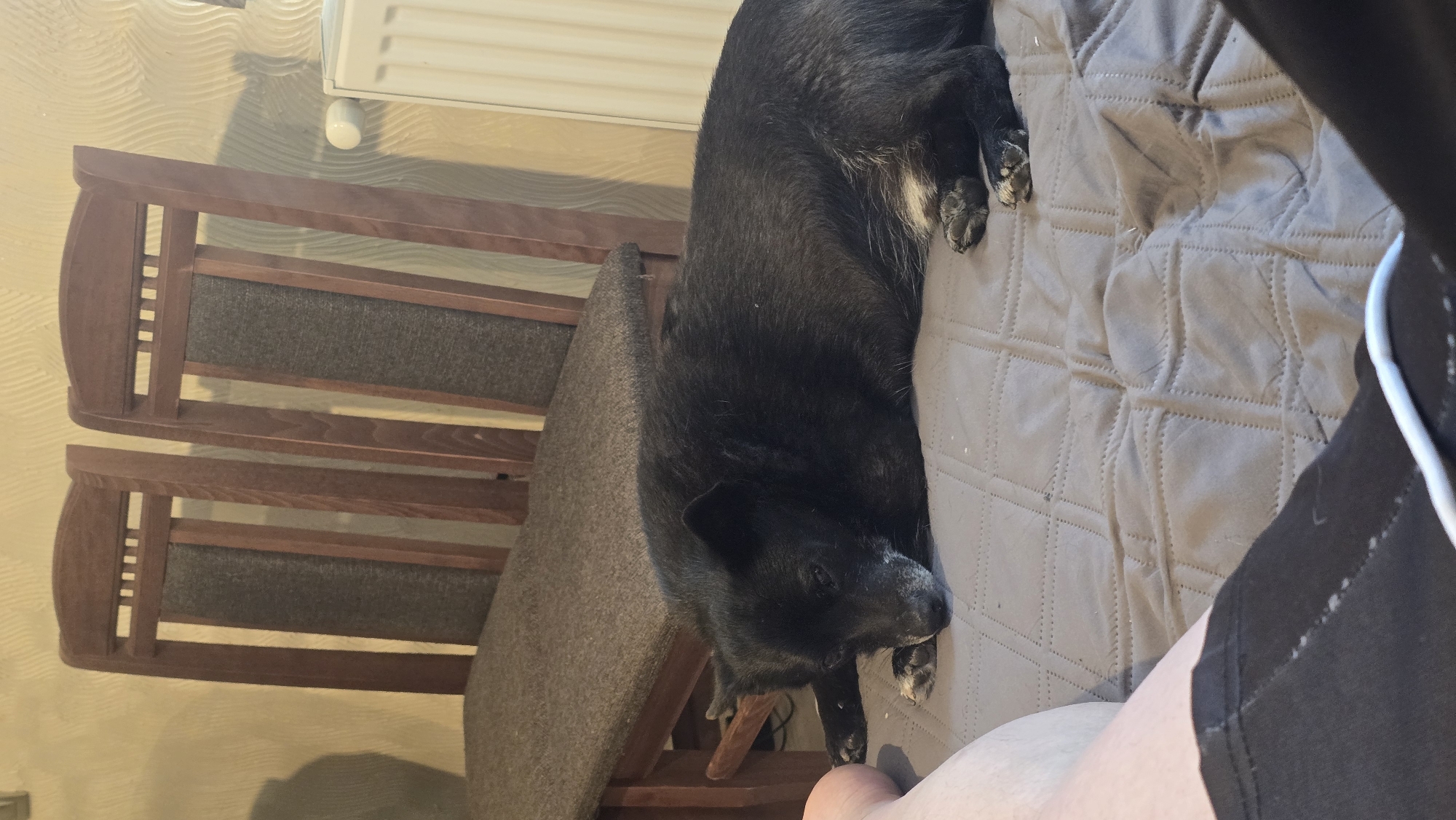 The image depicts an indoor scene with a black dog resting on a quilted surface, observed from a low angle.
In the foreground, the lower legs and feet of a person are partially visible. The left leg is largely visible, presenting light-toned skin. The right leg is partially obscured, wearing a dark garment, possibly shorts, with a thin white trim or cord visible. Both legs are positioned on a grey, quilted textile surface.
The central subject is a medium-sized, short-haired black dog, lying on its left side. Its head is resting on its front paws, which are tucked beneath it. The dog's eyes are closed or partially closed. Patches of grey fur are noticeable around its muzzle, indicating age. Some white fur is visible on its chest or belly area and possibly on its paws. Its claws are dark. The dog occupies the middle ground, resting directly on the grey quilted surface.
Behind the dog and to the left, two wooden chairs are visible. These chairs feature dark brown wooden frames with arched tops and several horizontal slats above an upholstered back panel. The seat and back panels are upholstered in a dark grey or brown fabric. The chairs are positioned against a wall.
To the right of the chairs, a white panel radiator is mounted on the wall. A small white knob or valve is visible on the wall above the radiator.
The background wall is light-colored, possibly cream or light beige, and features a distinct wavy, textured pattern, suggesting wallpaper or a decorative plaster finish. Shadows are cast on the wall behind the left chair. The overall setting appears to be a domestic interior. The specific geographical location of Rudnik, Bulgaria is not discernible from the visual information within the image.