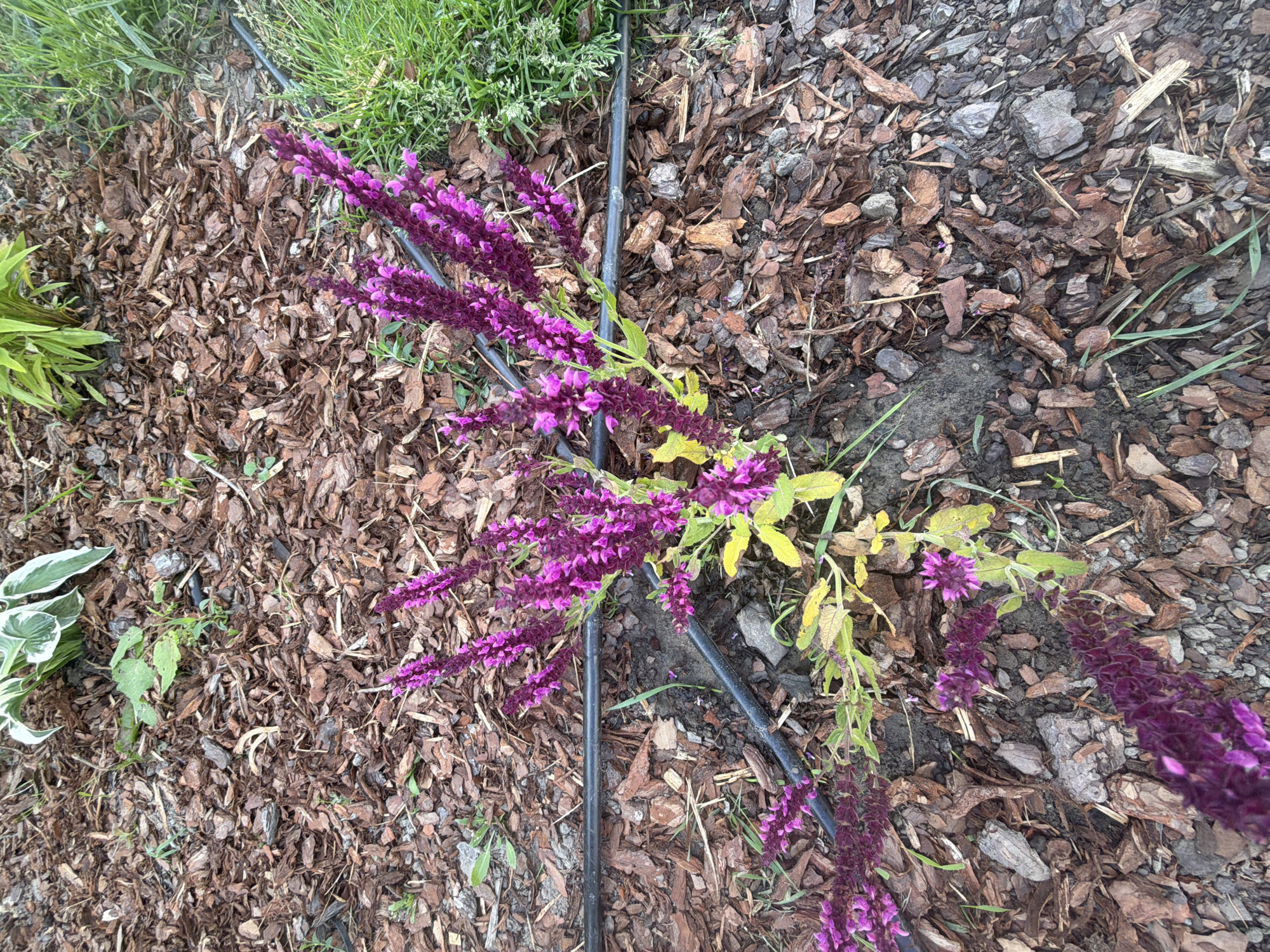A top-down view captures a patch of vibrant purple flowers and green foliage nestled among dark brown mulch. The flowers are arranged in a delicate, spiky formation, with multiple blooms clustered together on thin green stems. The foliage is a mix of broad, variegated leaves with white edges and narrower, pointed green leaves. A black irrigation tube runs horizontally through the scene, partially obscured by the plants. The mulch itself is composed of rough, irregular pieces of bark, interspersed with small stones and blades of grass. The lighting suggests it is daytime, possibly overcast or in shade, as there are no harsh shadows. The overall impression is a well-maintained garden bed, showcasing the beauty of the flowering plants against the rustic texture of the mulch. The scene evokes a sense of natural beauty and quiet growth.