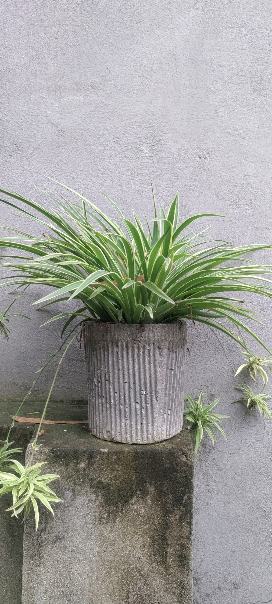 A pot containing a spider plant sits on a concrete ledge in front of a textured gray wall. The spider plant has long, thin leaves with green and white stripes. Several small plantlets hang from long stems, with one larger plantlet visible on the ledge to the right of the pot and another to the left. The concrete pot is cylindrical with vertical ridges and appears to be made of a rough material, possibly cement. The ledge is also made of concrete and shows signs of weathering, with some dark discoloration. The wall behind the plant is a solid, light gray color with a slightly rough texture. The scene appears to be outdoors, possibly in an urban setting, given the concrete structures and wall. The location is stated as being in the Metropolitan Corporation Rawalpindi, Pakistan.