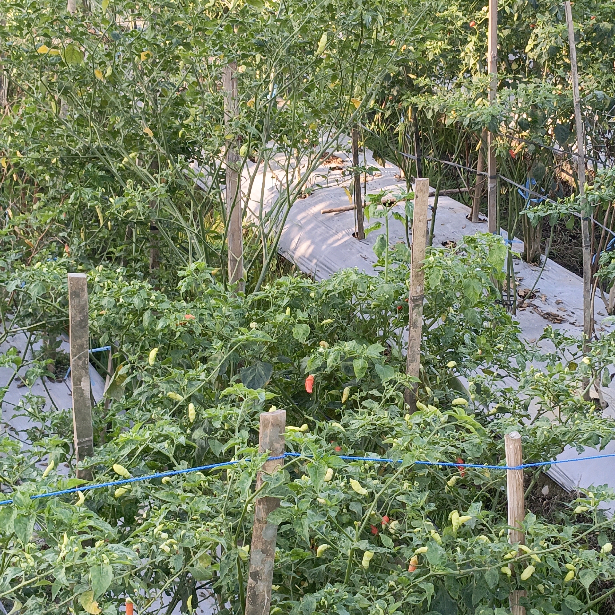 This is a medium-angle, eye-level outdoor shot of a chili pepper farm located in Rowosari, Indonesia. The scene is dominated by dense green chili plants with visible fruits in various stages of ripeness, ranging from green to yellow and some red. The plants are supported by wooden stakes and a blue string runs horizontally across the foreground, likely as a support for the plants. In the background, a white plastic mulch covers the ground between rows of plants. The lighting suggests it is daytime, with some sunlight filtering through the foliage, creating shadows and highlights. There are no people visible in the image. The overall impression is one of a thriving agricultural setting.