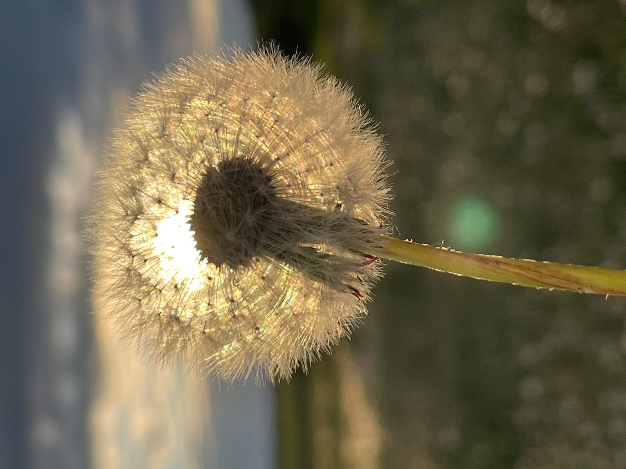 A close-up, side-view shot captures a single dandelion seed head, often called a "dandelion clock," illuminated by strong backlighting. The dandelion is positioned slightly left of center, with its stem extending towards the right. The delicate, feathery seeds (pappus) glow brightly with golden light, creating an iridescent halo effect around the seed head, while the central base of the dandelion appears darker in silhouette.
The background is softly blurred with a shallow depth of field. On the left, a segment of a light blue sky with faint, diffused clouds is visible. On the right, the background transitions to a darker, indistinct mix of green and brown tones, likely distant foliage, featuring soft bokeh circles and a subtle green light flare.
The warm, intense backlighting suggests the photo was taken during either sunrise or sunset, emphasizing the intricate structure and fragility of the dandelion. The scene evokes a tranquil, natural setting, possibly a field or garden. No text is visible in the image.