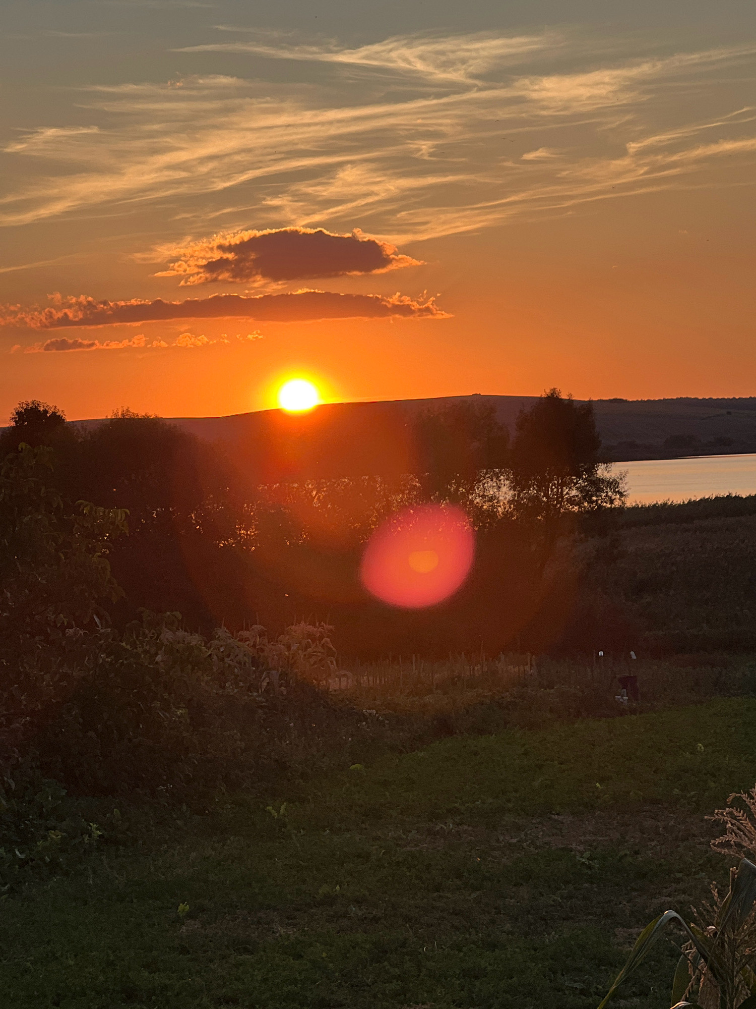 The image depicts a rural sunset scene, likely captured in or around Vertelka, Ukraine, given the context. The sky is dominated by warm hues of orange and yellow, with wispy clouds stretching across the horizon. The sun, a brilliant orb, is setting behind a distant, rolling hill. In the foreground, silhouetted against the vibrant sky, are trees and vegetation, suggesting a natural landscape or garden. A body of water, possibly a lake or river, is visible to the right of the image, reflecting the twilight sky. The lower portion of the image shows cultivated land, with rows of plants and scattered objects that could be part of a farm or garden setup, including what appears to be a scarecrow. The overall atmosphere is one of peaceful tranquility as day transitions into night. There are no visible people or specific actions taking place.