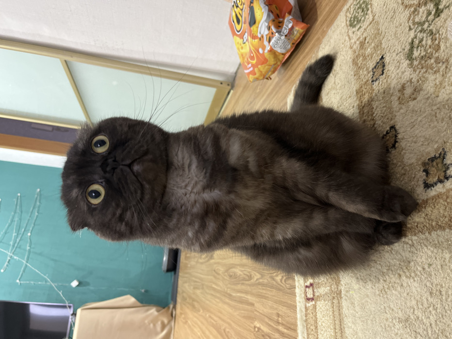 A dark, fuzzy cat with folded paws sits on a patterned carpet. Its eyes are wide and appear startled. A bag of Cheetos is visible behind the cat, positioned on the carpet's edge. In the background are a wooden floor and a wall featuring a light-colored door frame and a green wall with a string of lights.