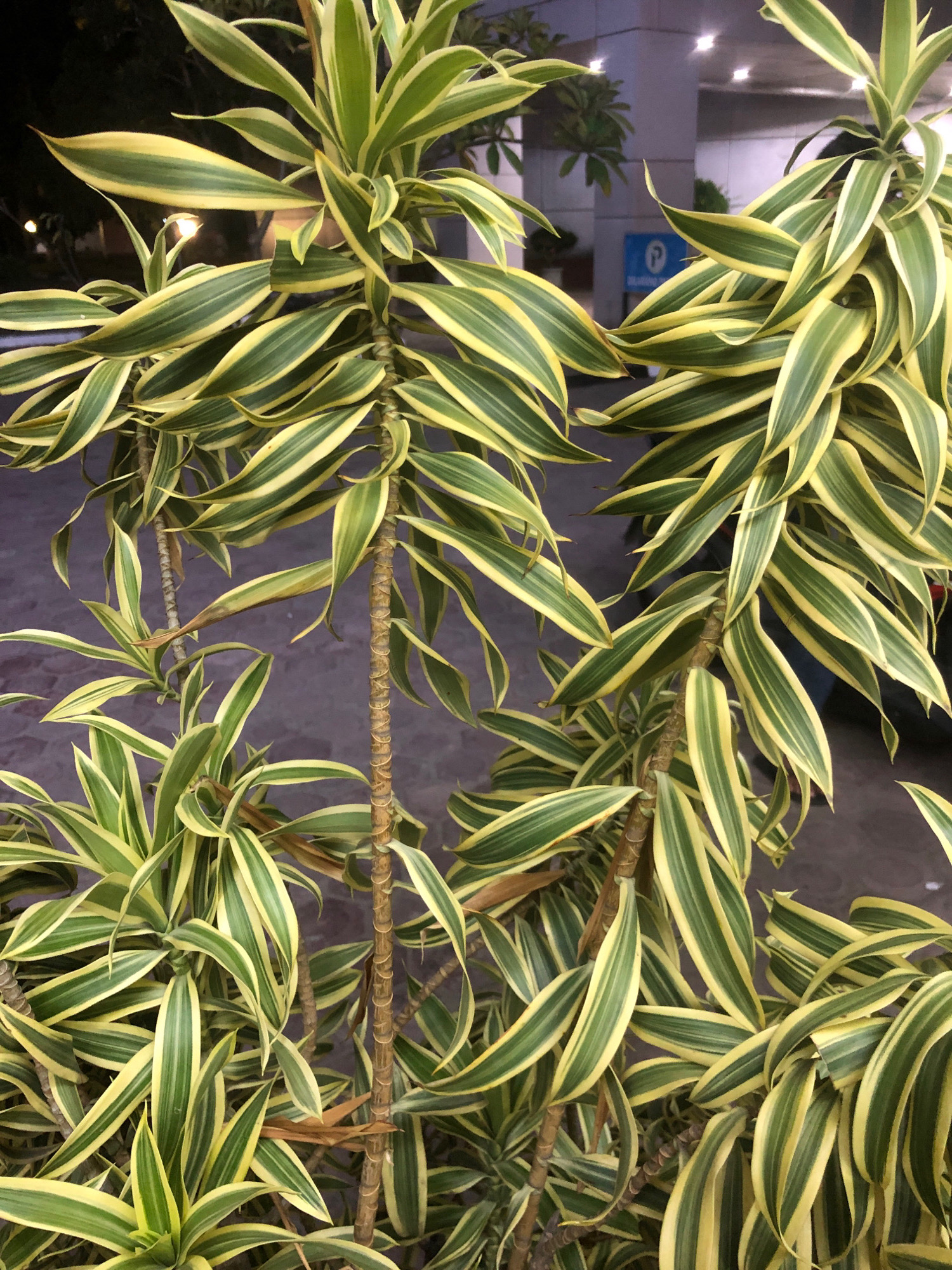 In Lhokseumawe, Indonesia, a close-up, eye-level shot showcases the vibrant foliage of a Dracaena reflexa 'Song of India' plant. The plant's long, lance-shaped leaves are dramatically variegated, featuring bold stripes of emerald green and bright yellow. The leaves are arranged in a dense, spiral pattern around the woody stems, creating a lush and dynamic visual texture. Some leaves are slightly curled or twisted, adding to the plant's organic appeal. In the blurred background, hints of urban life are visible, including architectural elements and lighting, suggesting the plant is situated in an outdoor urban environment, possibly a courtyard or walkway. The lighting is somewhat dim, with artificial lights in the background casting a soft glow.