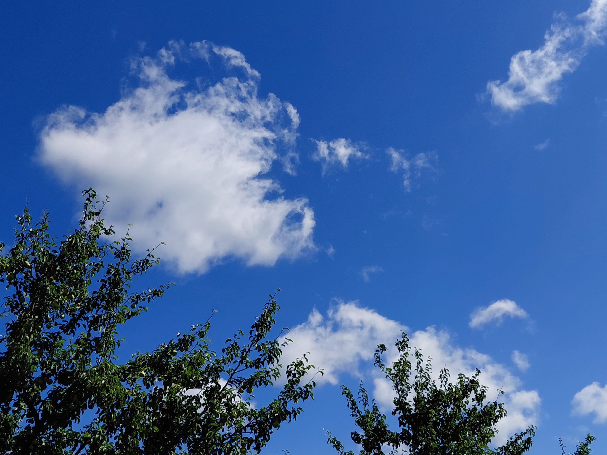 The image depicts a clear, bright blue sky with scattered white cumulus clouds. In the foreground, the tops of two leafy green trees are visible, with their branches extending upwards into the sky. The trees appear to be deciduous and are lush with foliage, suggesting a warm season. Some round, greenish fruits are visible amongst the leaves of the tree on the left, possibly apples or pears. The scene is characteristic of an outdoor environment, likely a park or a residential area in Novokuybyshevsk, Russia, on a pleasant, sunny day. There are no people or any other discernible objects or actions captured in the frame.
