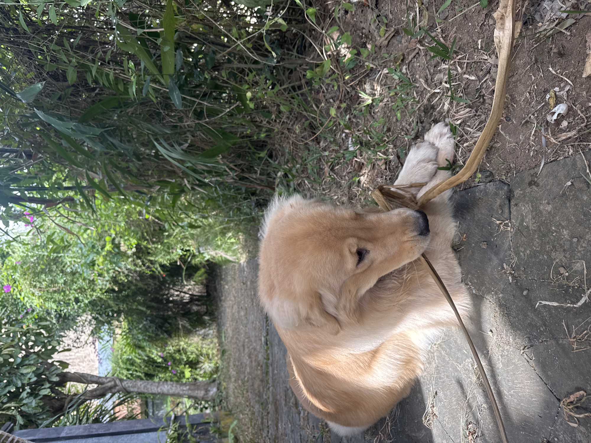 A light-colored dog lies on a gray stone path in Kuta Selatan, Indonesia, gnawing on a dry, brown plant stem. The dog's fur is golden, and its eyes are downcast, focused on the stem. The path is surrounded by lush green vegetation, including trees and tall grasses. Sunlight filters through the leaves, casting shadows on the ground. In the background, a wall or building is visible, partially obscured by foliage. The overall impression is one of a peaceful outdoor setting.
