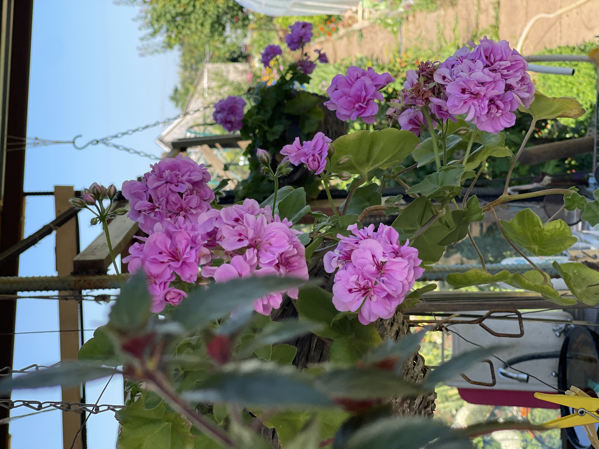 The image shows a close-up of bright pink geranium flowers hanging in a garden or greenhouse setting. The flowers are in full bloom, with layered petals and a few unopened buds visible. Green leaves surround the flowers, some of which appear slightly wilted. In the background, a pathway lined with colorful flowers and greenery is visible, along with a white greenhouse structure. The sky above is clear and blue. The scene is likely located outdoors, possibly in a domestic garden, in Tataraskaya Kargala, Russia, given the context provided by the user.