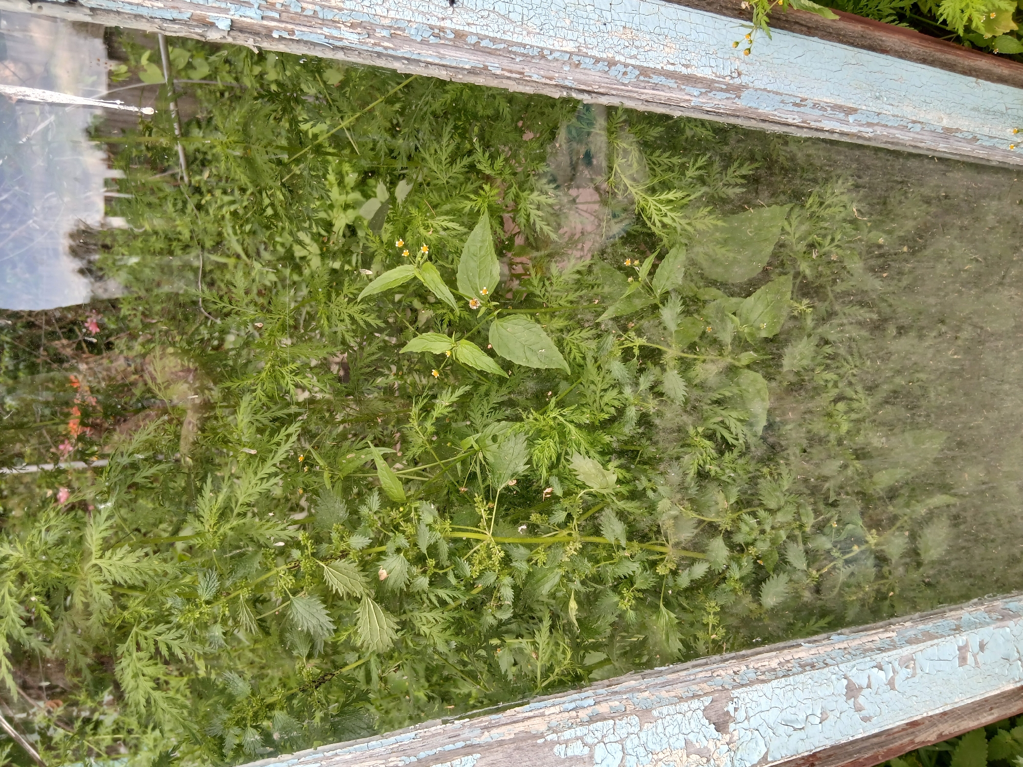 This image depicts a view through a broken, aged window frame with peeling blue paint, revealing an overgrown patch of green foliage. The window frame is positioned vertically, with its left and right edges visible, framing the scene beyond. The glass appears dirty and smudged, with some visible cracks. The foliage consists of various green plants, including nettles, with some smaller yellow flowers interspersed. In the background, the reflection in the glass suggests an outdoor environment with trees and possibly a fence. The overall impression is one of neglect and overgrowth, hinting at an abandoned or infrequently tended area. The location in Kholosne, Ukraine, is not explicitly visible in the image itself but is provided as contextual information.
