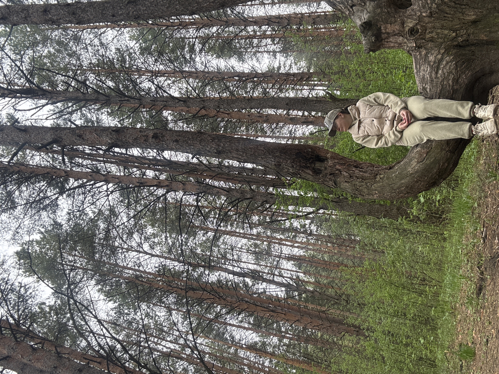 A person is resting on the trunk of a large tree in what appears to be a forest or wooded area. The individual is wearing a light-colored jacket, matching pants, a baseball cap, and sneakers. They are seated with their legs outstretched, hands resting on their lap, and head bowed slightly. The forest background consists of tall, slender trees with a network of branches extending upwards. The ground is covered in vegetation, primarily green foliage. The location appears to be Chaikovsky, Russia based on the trees, plants, and weather.