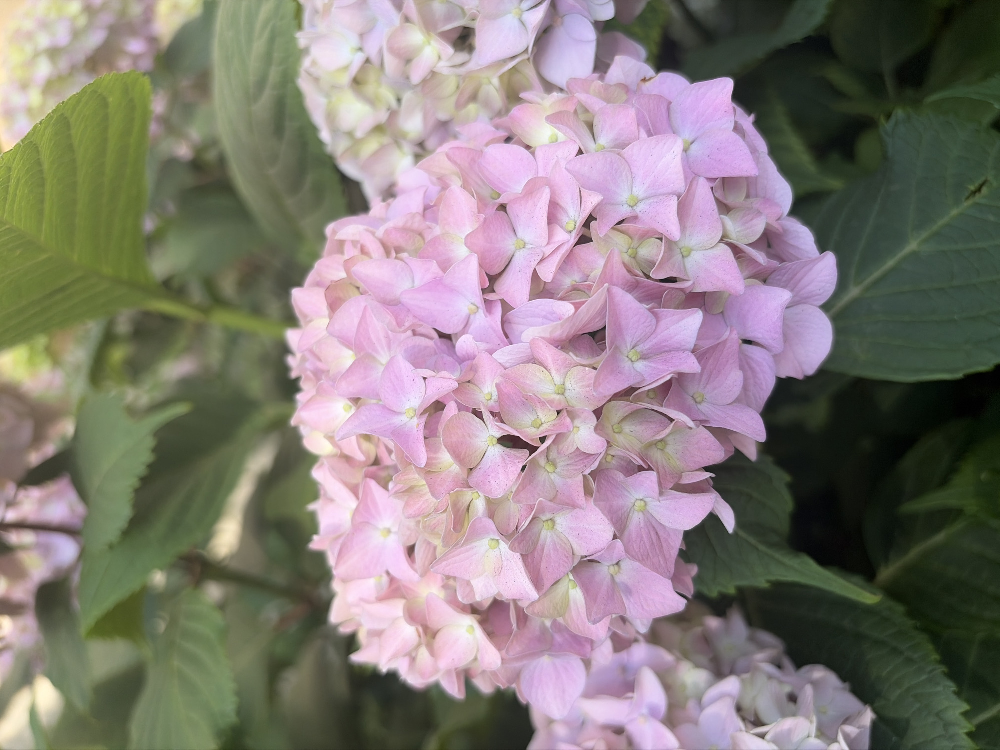 A close-up, slightly overhead shot captures a cluster of pale pink hydrangeas with hints of light green in their centers. The petals are delicate and layered, creating a soft, voluminous bloom. Several large, dark green hydrangea leaves are visible, providing a contrasting backdrop. The background is blurred, suggesting a garden setting. The lighting is soft and diffused, highlighting the gentle textures of the flowers and leaves. The image does not depict any people or animals. The scene is likely a garden or park in Sochi, Russia, given the context provided.