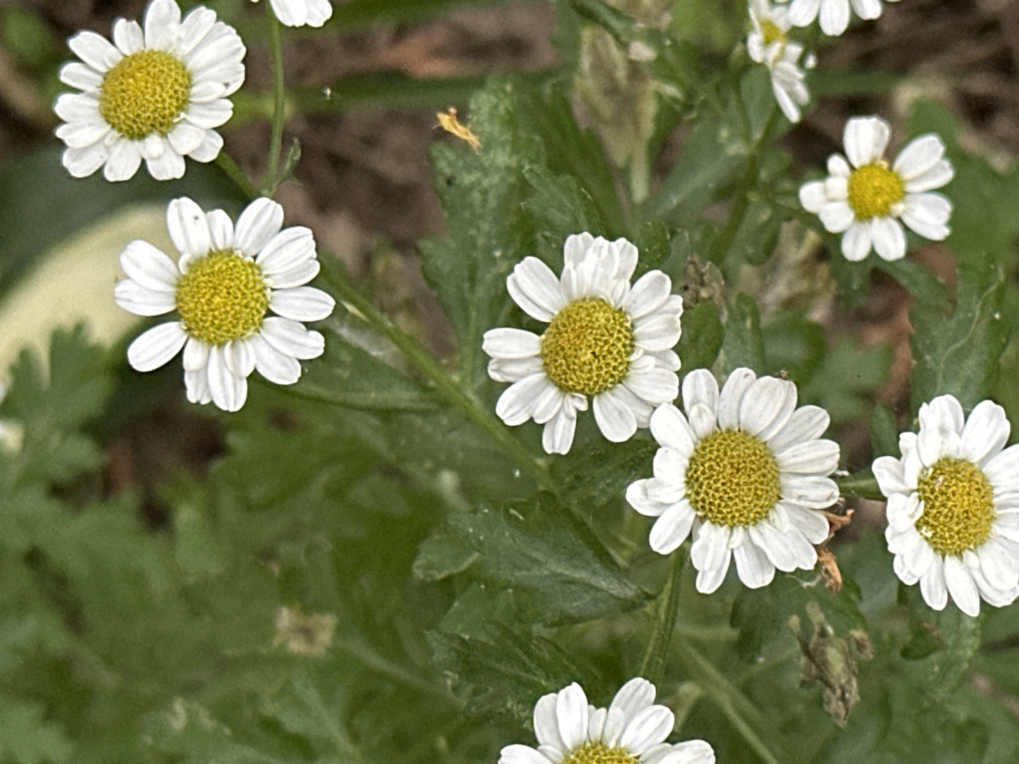 The image shows a close-up view of several white daisy-like flowers with yellow centers, growing amidst green foliage. The flowers are the main subjects, with their delicate white petals and textured yellow centers clearly visible. The background consists of green leaves and some darker, out-of-focus areas, suggesting a natural outdoor setting like a garden or meadow. One of the flowers in the upper left has a partially visible variegated leaf behind it, with streaks of light green and cream.
There is no apparent activity or event taking place; the scene is static, focusing on the beauty of the flowers. Notable details include the crispness of the petals, the detail in the flower centers, and the soft focus of the background which draws attention to the foreground subjects. The lighting appears to be natural daylight, likely mid-morning or afternoon, as there are no strong shadows. There are no visible signs of text. The location context provided is Podolsk, Russia, which implies a temperate climate where such flowers would bloom.