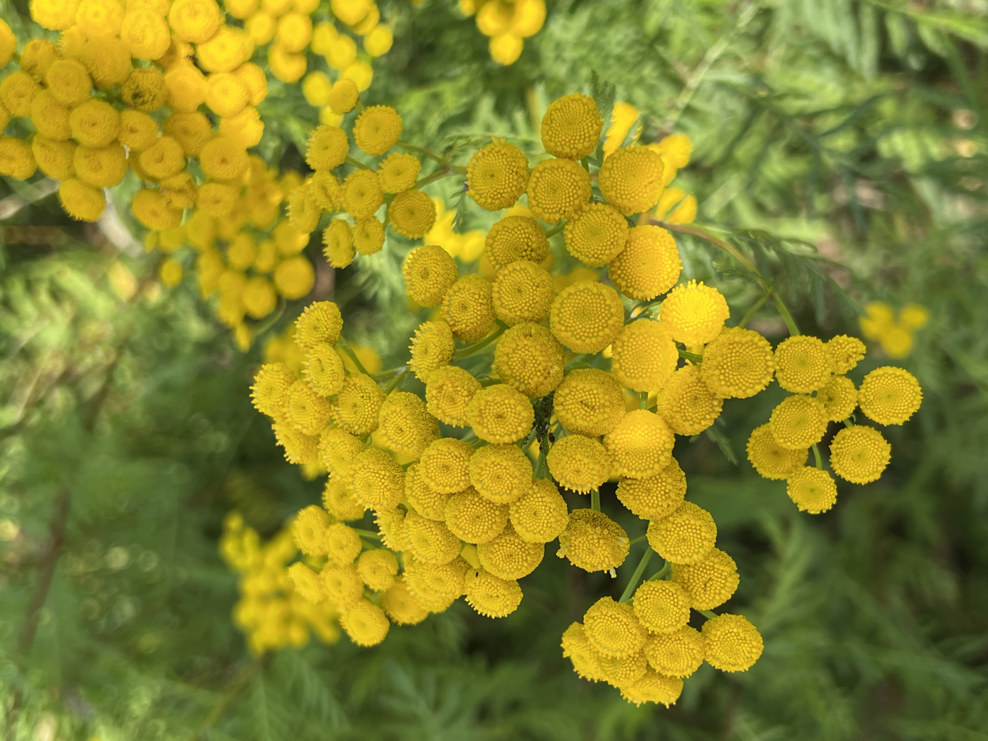 A close-up, eye-level, vertical shot showcases a cluster of bright yellow, button-like flowers in sharp focus against a blurred green background. The flowers, which appear to be tansy or a similar bloom, are densely packed and have a textured surface composed of many small florets. The stems supporting the flowers are thin and green. The background consists of out-of-focus green foliage, creating a bokeh effect. The lighting suggests natural daylight. No people or specific city landmarks are visible; the image captures a natural scene.