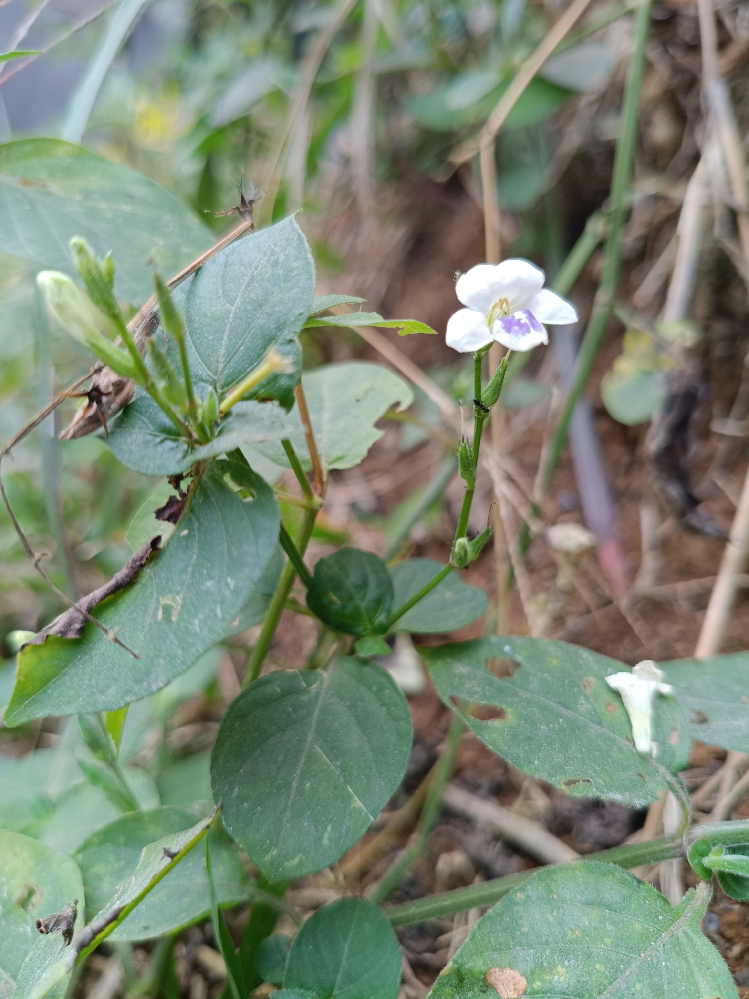 In Kadununggal, Indonesia, a macro photograph captures a small white flower with purple markings on its petals. The flower is nestled among lush green foliage, with some leaves showing signs of damage. A tiny black ant is visible on the stem below the flower, adding a sense of scale and life to the scene. The background is blurred, suggesting an outdoor environment with dry grass and soil. The lighting is natural, highlighting the delicate details of the flower and its surroundings.