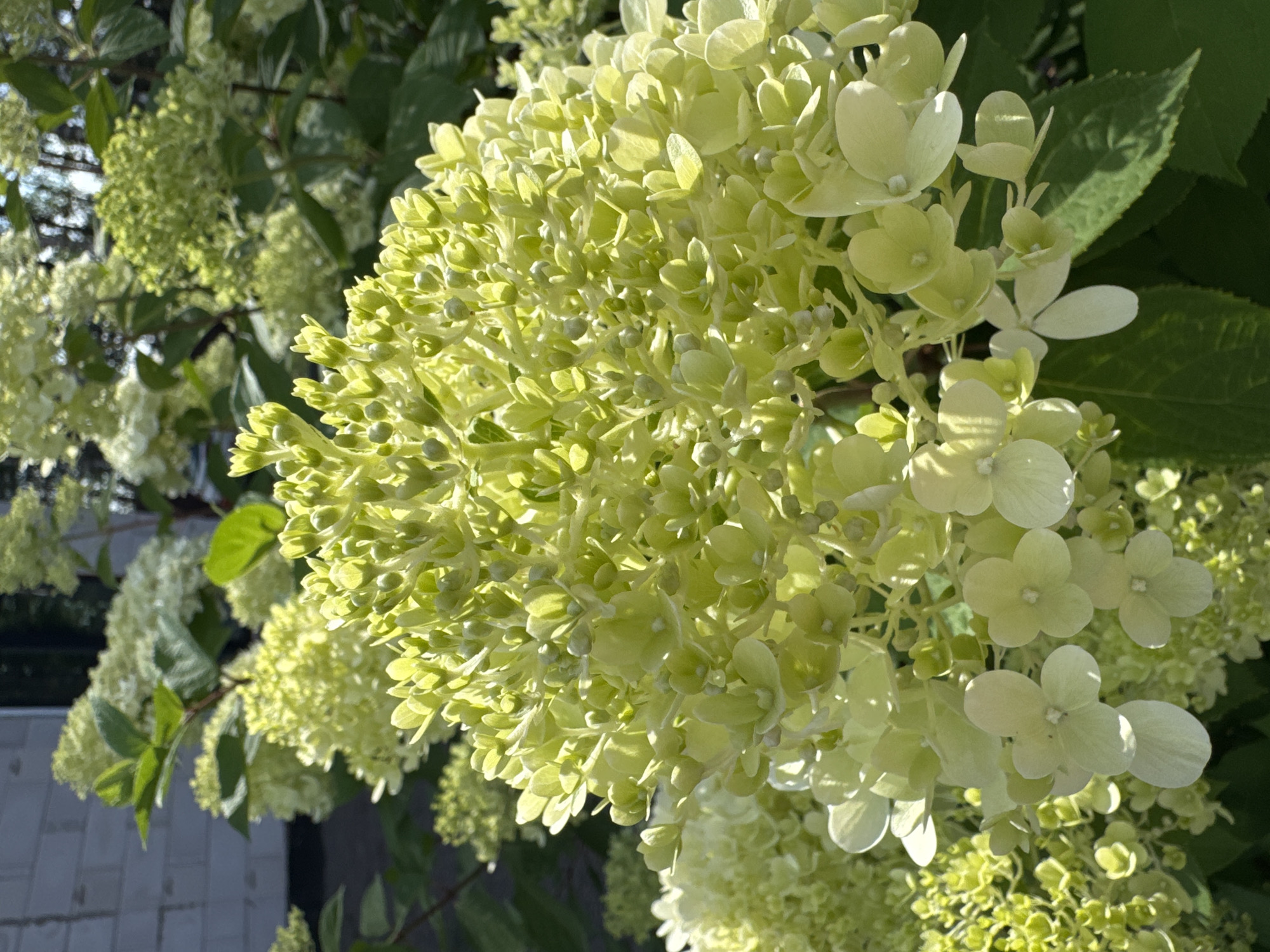 A close-up view of a cluster of pale green hydrangeas bathed in sunlight. The flowers are dense and cone-shaped, with many small buds and some larger, more open florets visible. The background consists of dark green leaves and other hydrangeas. To the upper left, a section of a white brick building is visible, suggesting an outdoor setting, possibly a garden in Steklyannyi, Russia. The overall impression is one of vibrant, natural beauty.