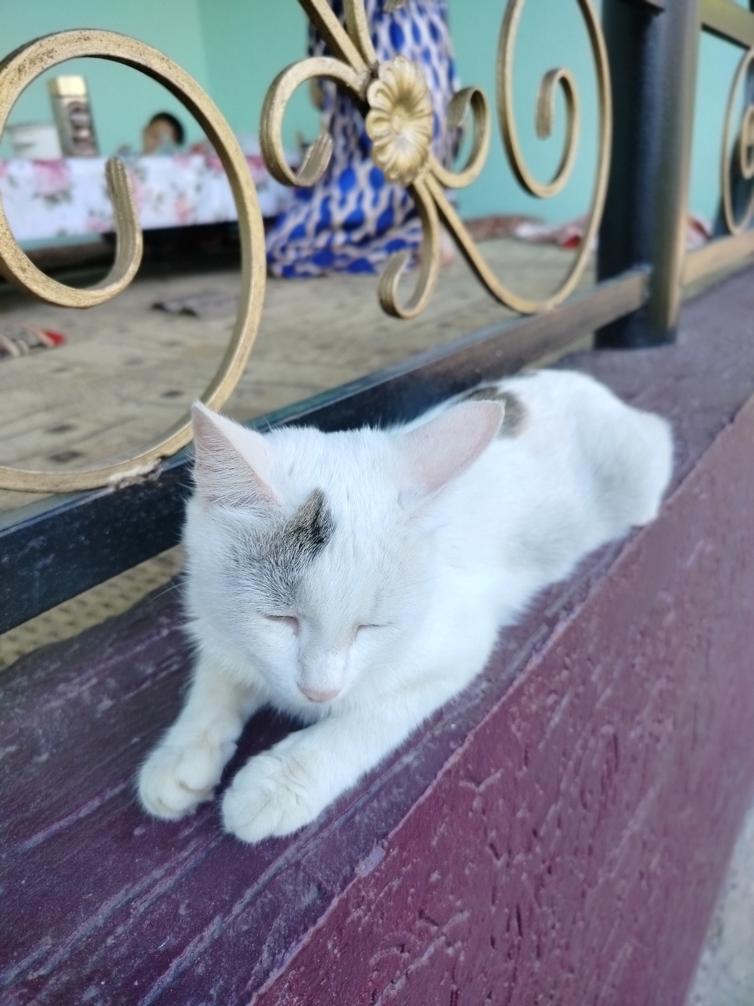 A white cat with a black spot on its head is lying down on a dark red wooden surface. The cat has its eyes closed and its paws are tucked underneath it. In the background, a decorative metal fence with gold scrollwork is visible. Beyond the fence, a person wearing a blue and white patterned garment is partially visible, as well as a table covered with a floral tablecloth. The environment appears to be outdoors, possibly in a residential area or a public space in the city of Kölkent, Kazakhstan.