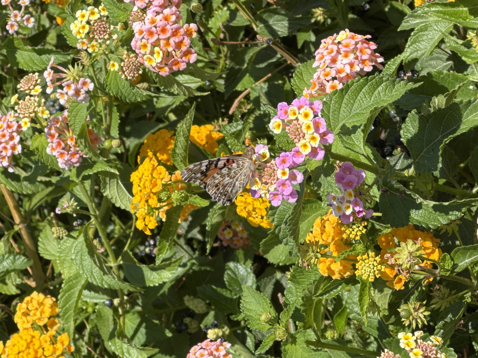The image is a close-up, eye-level shot of a cluster of vibrant Lantana flowers, blooming in a variety of colors including yellow, pink, and orange. The flowers are arranged in dense, rounded clusters, with small, individual blossoms. Dark green, textured leaves form a lush backdrop for the flowers, with some evidence of dark berries on the stems. The lighting suggests a bright, sunny day. A single butterfly with brown and orange patterned wings is perched on a cluster of pink and yellow flowers in the center of the frame, its wings slightly open. The scene appears to be outdoors, likely in a garden or park setting, though no specific urban landmarks of Athens, Greece are visible. The overall impression is one of natural beauty and a peaceful moment captured in time.