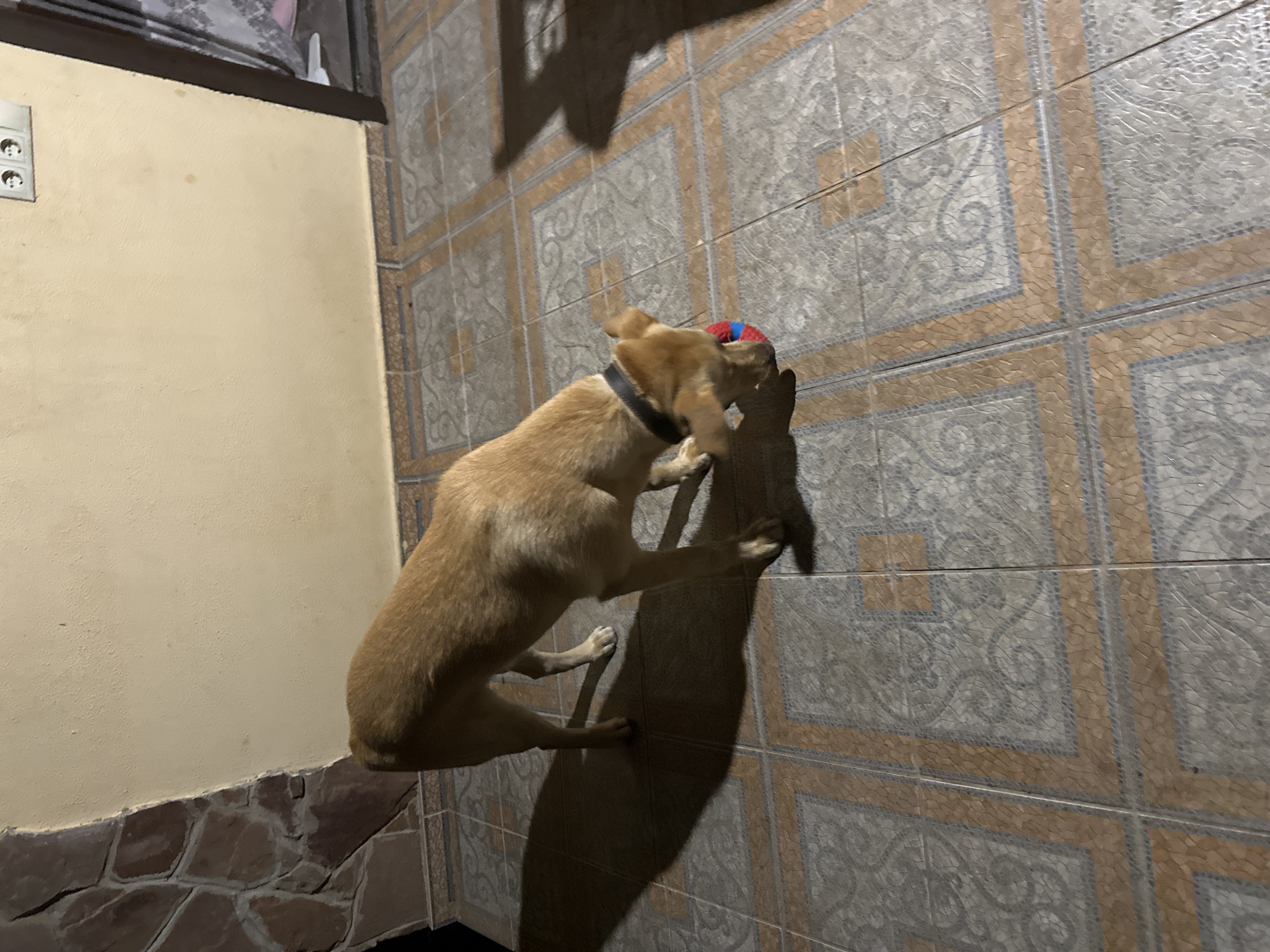 An adult, short-haired, light brown dog is playing with a red and blue ball on a tiled floor outdoors. The dog is in the foreground and is facing the ball. The dog is wearing a black collar. The floor is made of square tiles with a pattern. In the background, there is a wall with a light-colored plaster finish. To the left of the wall, there is a section of stonework. To the right of the wall, there is a doorframe and a curtain. There are electrical outlets on the wall. The lighting suggests it is nighttime. The scene appears to be on a porch or patio area. The location is not identifiable as Sochi, Russia.