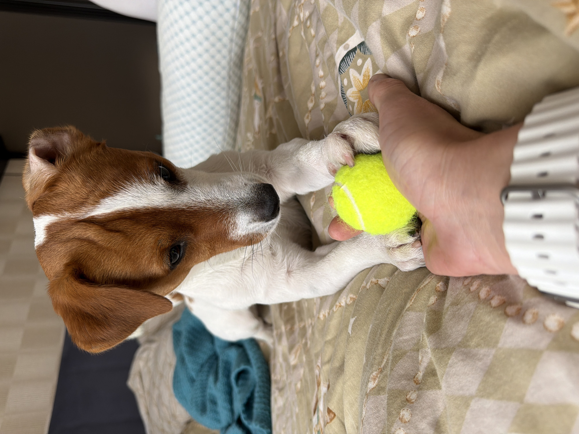 In Moscow, Russia, a Jack Russell Terrier puppy is lying on a bed with a tennis ball. The puppy's paws are on the ball, and its head is bent as it looks down at the ball. A human hand is also visible in the frame, reaching towards the ball. The bed is covered with a patterned comforter, and a teal blanket is folded on the left side of the bed. A pillow with a blue and white checkered pattern is visible in the background.