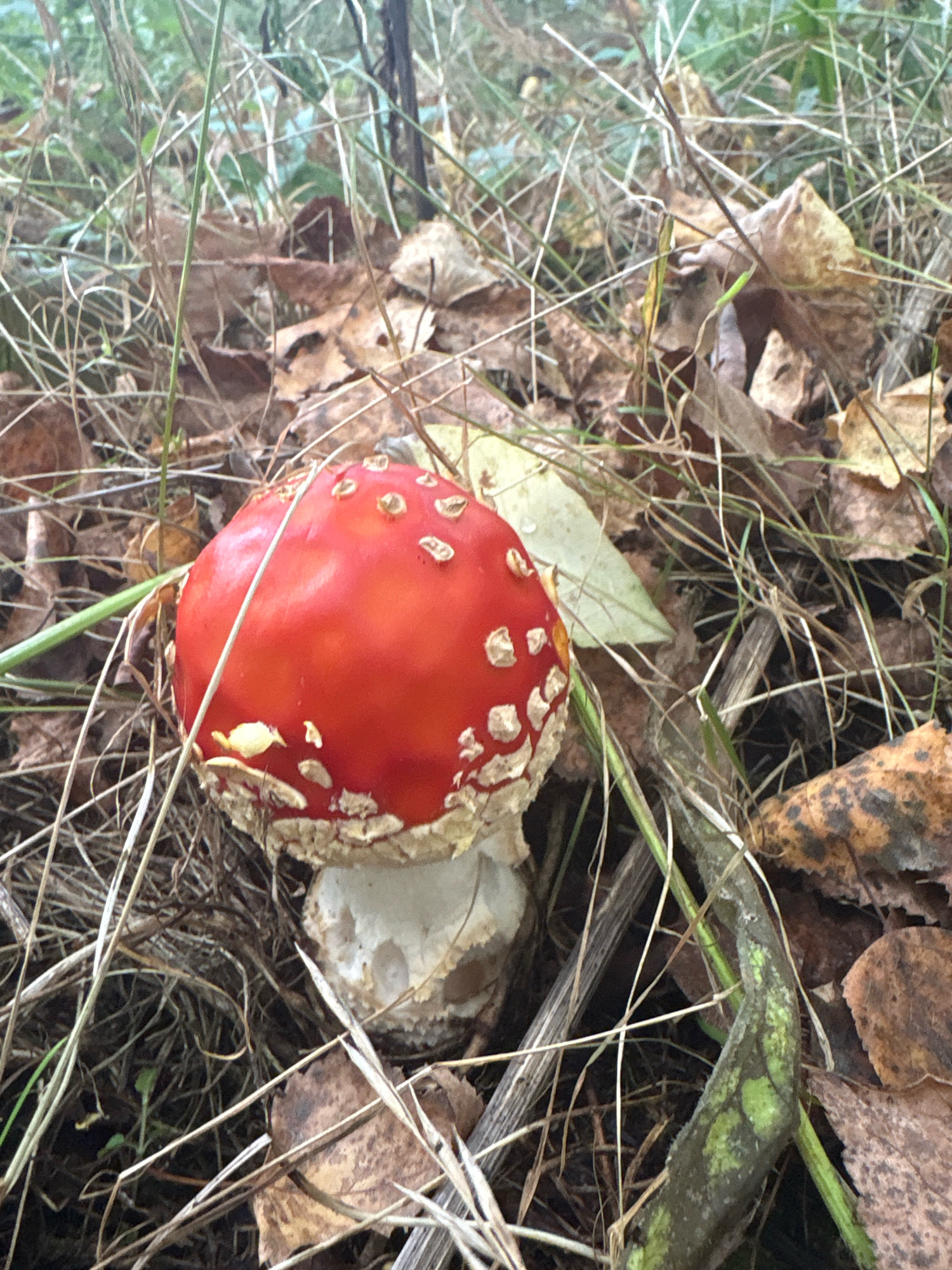 A close-up, eye-level shot captures a red and white spotted mushroom, likely an Amanita muscaria, in a natural forest setting. The mushroom's cap is a vibrant red, adorned with numerous white, flaky spots. Its stem is white and textured, with remnants of a skirt visible. The mushroom is surrounded by a dense layer of dry, brown leaves and thin, tall grass. Some of the leaves are decaying, contributing to the autumnal feel of the scene. The background is blurred, suggesting a shallow depth of field, with hints of green foliage and possibly tree trunks. There are no people or animals visible in the image. The overall impression is one of a wild, untouched natural environment. The location of this scene is in the village of Bolshoye Ivanovskoye, Russia, a place known for its natural beauty and forests, which are home to various types of mushrooms.