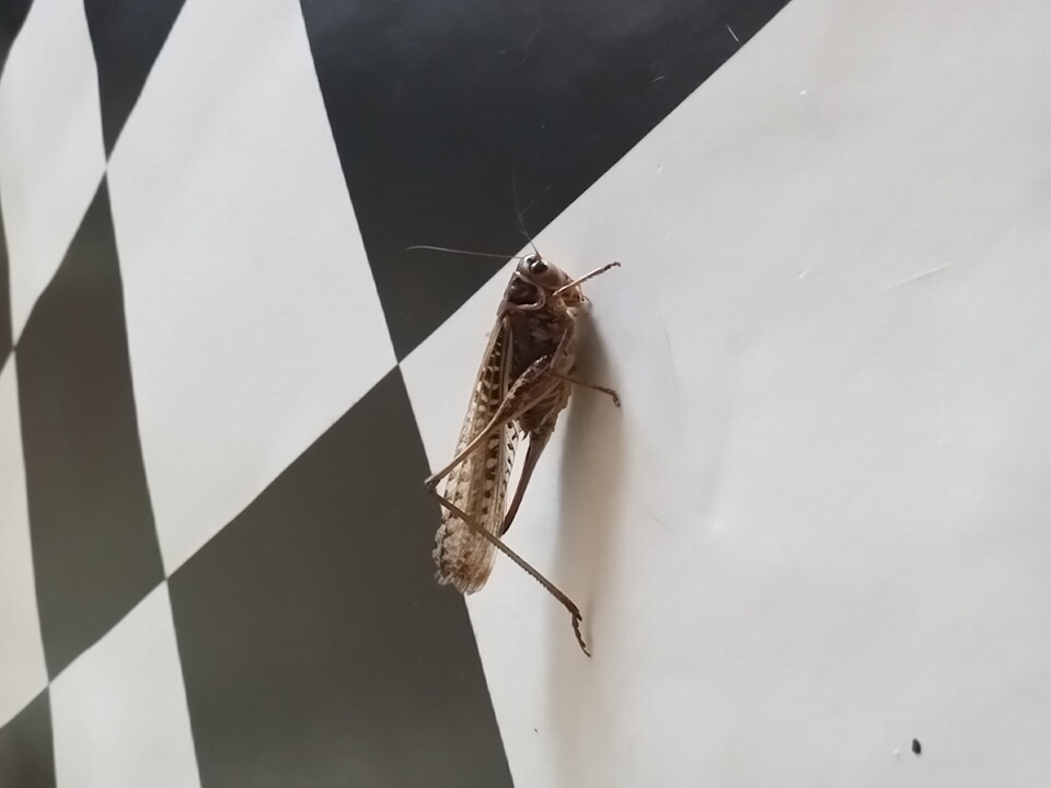 A brown grasshopper is resting on a checkered surface, with its body angled towards the right. The grasshopper's legs are spread out, and its antennae are extended forward. The checkered surface appears to be a tabletop or floor with alternating black and white squares. The image is taken from a slightly elevated perspective, looking down at the grasshopper. The location is identified as Angren city, Uzbekistan.