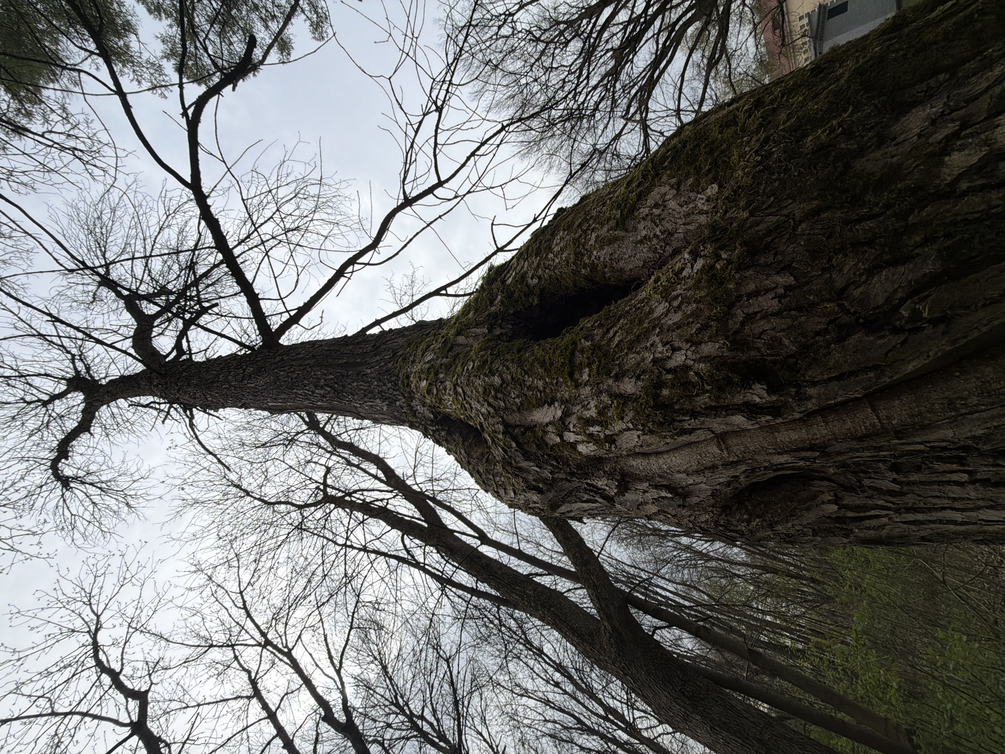 A low-angle, upward-looking shot reveals the trunk of a massive tree covered in moss and with a hollow area. The tree has many bare branches reaching towards a cloudy sky. Other bare trees and some greenery are visible in the background. A section of a building can be seen in the upper right. The location is Pavlovo, Russia.