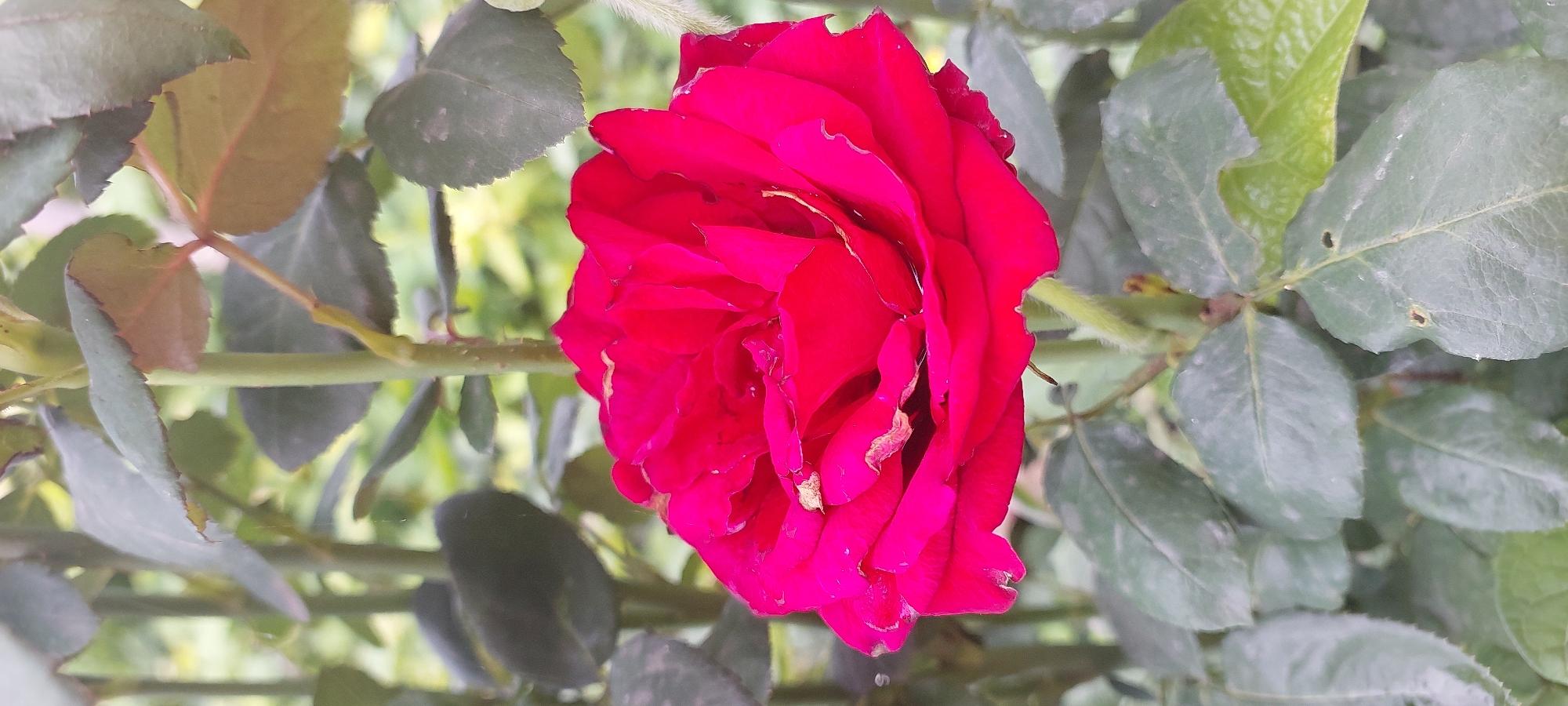 A close-up, vertical, eye-level shot shows a bright red rose in full bloom. The rose is the central subject, filling the majority of the frame, with its layered petals creating a vibrant display. The petals are a deep, rich red, with some edges appearing slightly dry or curled. A few small specks or imperfections are visible on the petals.
Behind the rose, the green stems and leaves of the rose bush are visible. The leaves are varied in shade of green, with some showing signs of age or damage, such as brown edges or small holes. The stems are a lighter green and appear somewhat fuzzy in places. The background consists of more blurred greenery, suggesting an outdoor environment. There is a faint hint of yellow or light green in the bokeh of the background, indicating further foliage or possibly sunlight filtering through.
No people are present in the image, and no actions or interactions are depicted. The scene is static and focuses solely on the natural beauty of the rose and its immediate surroundings. The image was taken in Praporştşikovo, Kazakhstan.