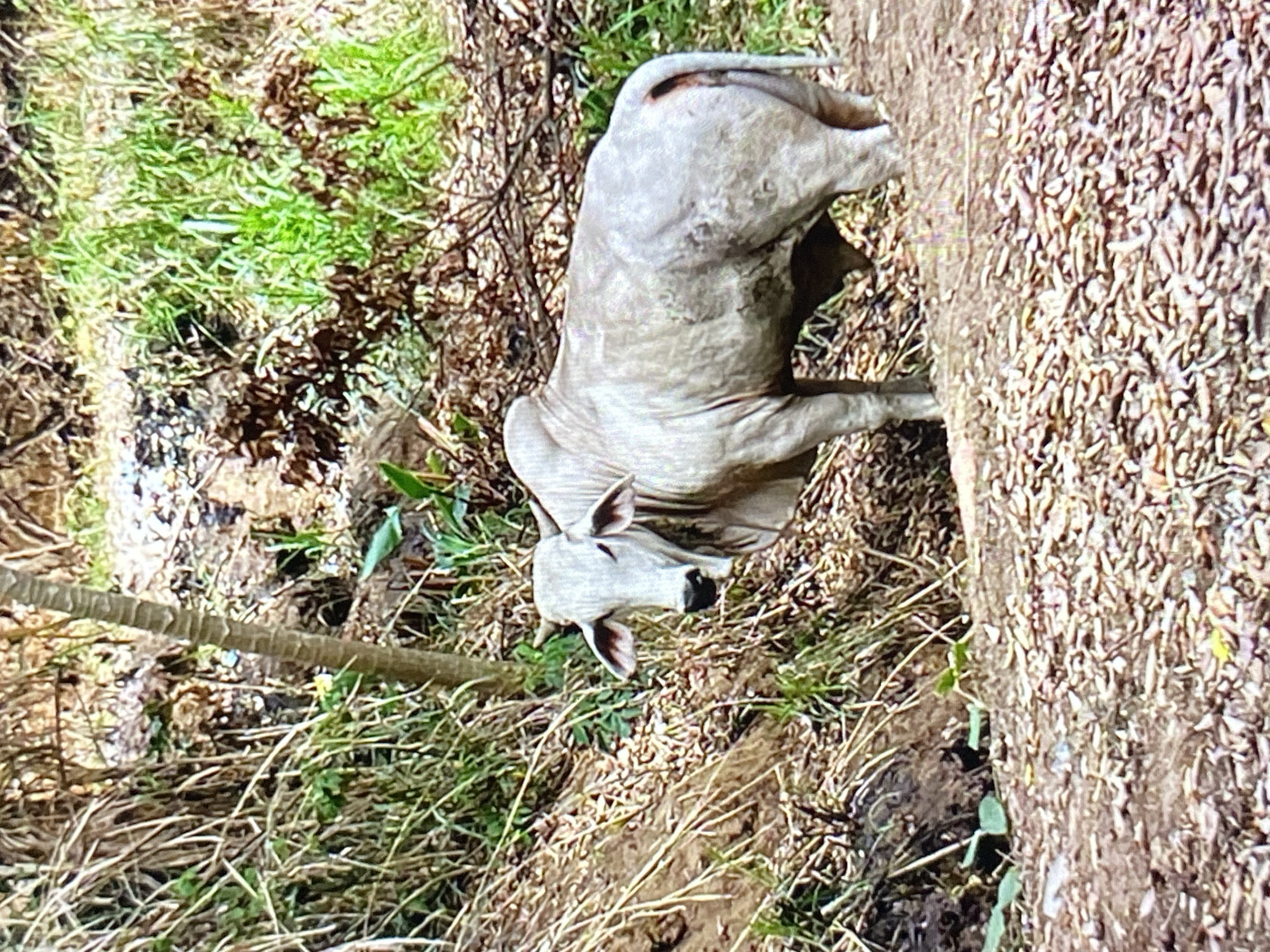 A light gray cow stands in an outdoor setting near Tinaquillo, Venezuela. The background includes grass, trees, branches, and dirt. The cow appears to be near a large tree trunk on the right side of the image. The overall scene suggests a rural or natural environment.