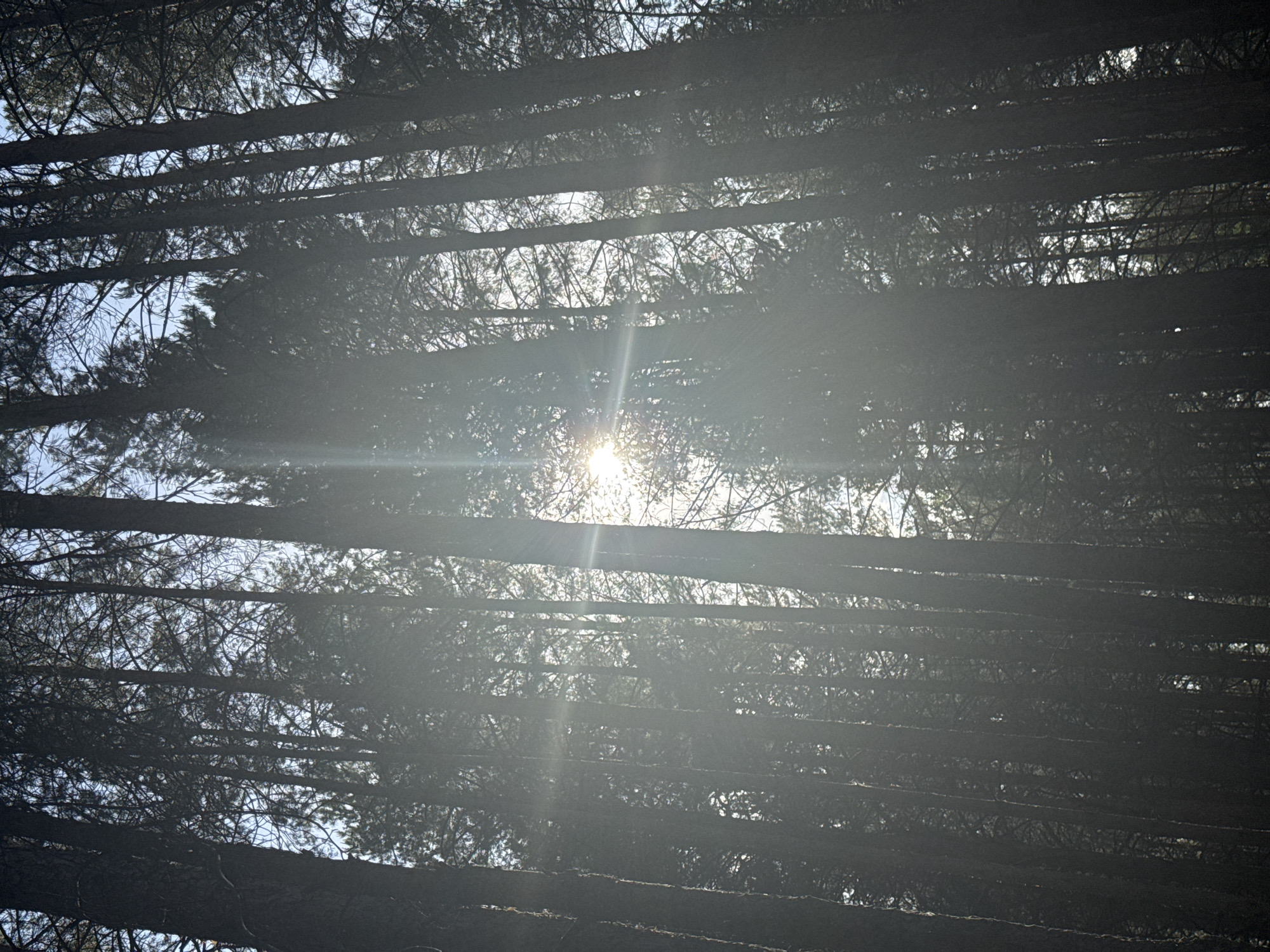 The image shows a view looking up through a dense forest canopy. The tree trunks appear dark and mostly horizontal, creating a layered effect across the frame. Sunlight filters through the gaps in the canopy, producing lens flare. The sky is visible in patches between the branches and tree trunks. The image provides a low-angle perspective from beneath the trees. There is no evidence to determine the location of this photo being in the city of Chaikovsky, Russia.