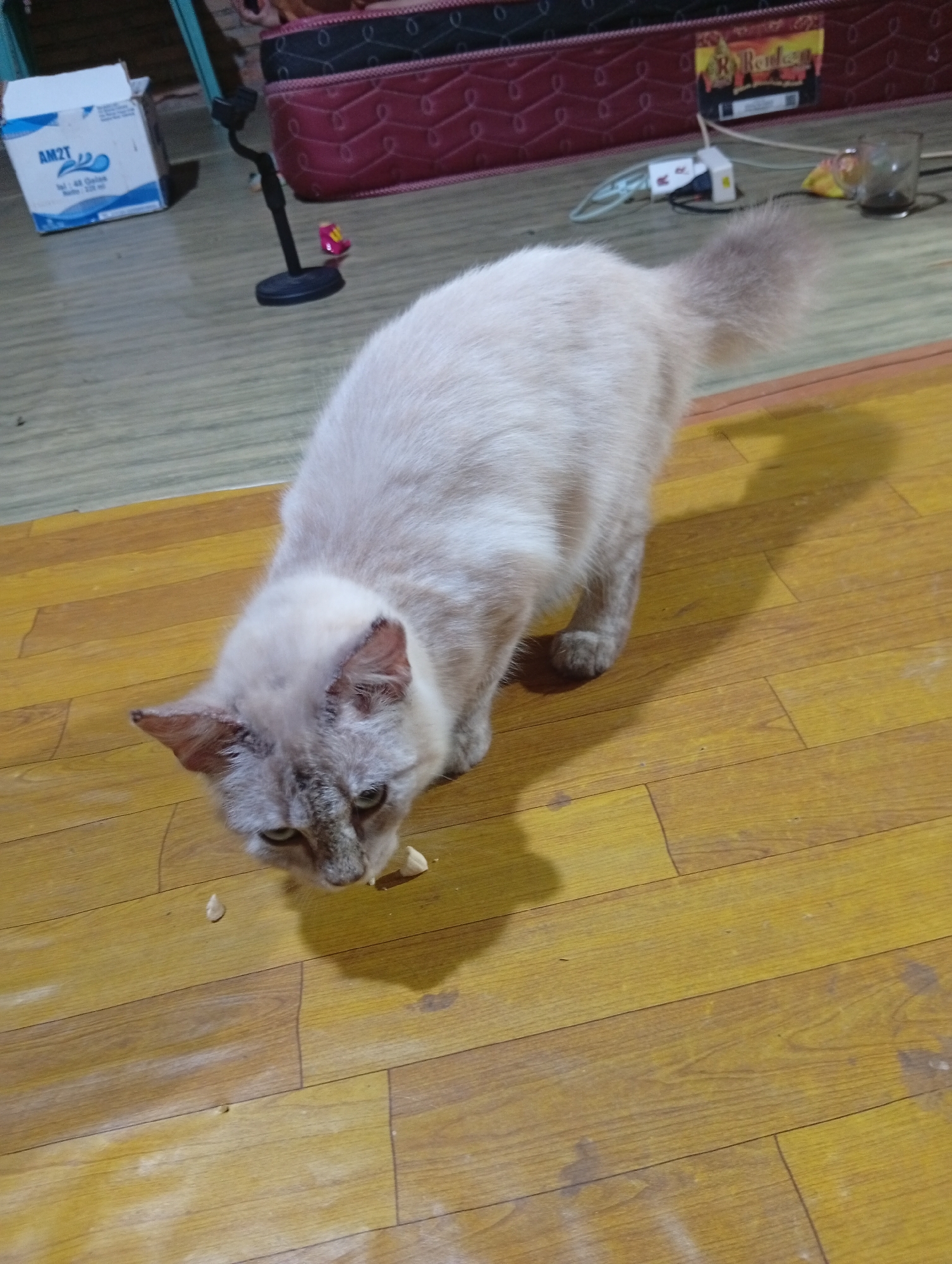 A light-colored cat is shown in the foreground, sniffing at small white objects on a wooden floor. The cat has darker markings on its face and ears. In the background, there is a mattress with a patterned cover, a white cardboard box with blue writing, a black phone stand, and a glass with a dark liquid. The environment appears to be indoors. The scene is likely within a residential setting in an unknown location in Indonesia, given the mattress type and the general ambiance of the room.