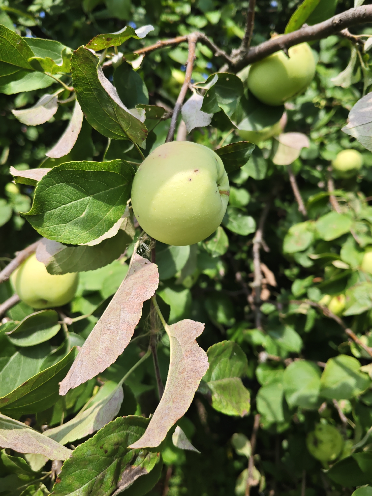 A close-up, eye-level shot captures a cluster of unripe, light green apples hanging from a tree branch amidst lush green leaves. One apple in the foreground is sharply in focus, while others and the surrounding foliage are blurred. Some leaves appear dry and discolored. The scene is set outdoors, likely during daylight. The image does not contain any people or specific identifiable landmarks of Poretskoye, Russia.