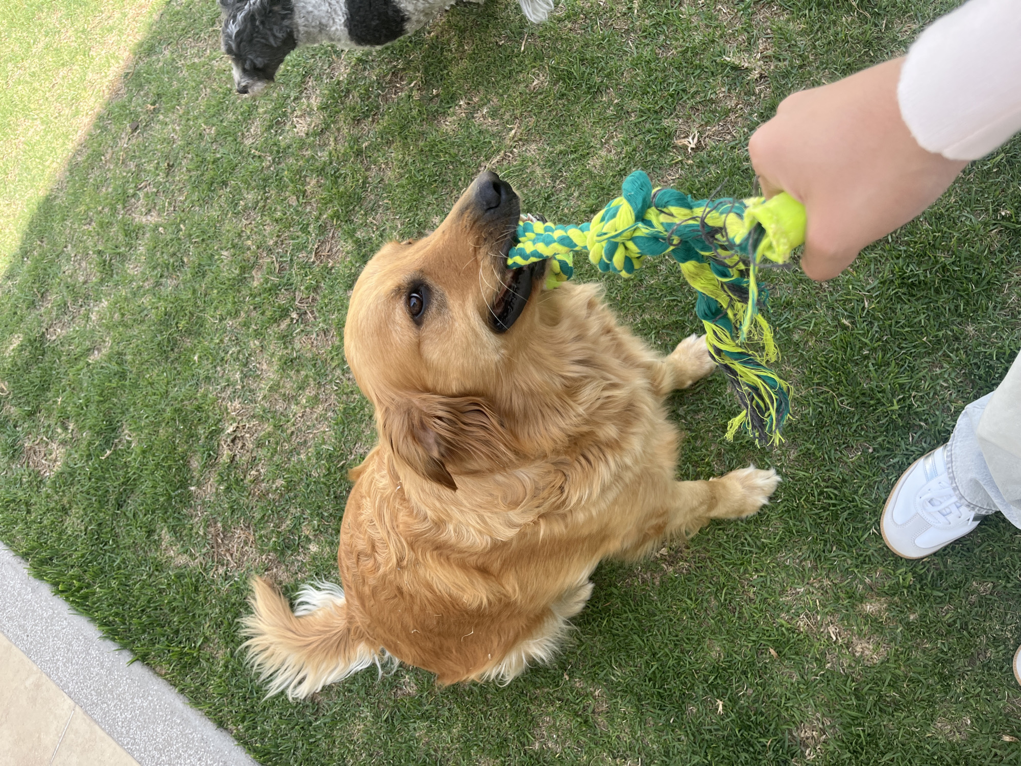 The scene depicts a golden retriever dog in Barrio de Nuevo León, Mexico, playing tug-of-war with a person on a grassy lawn. The dog has a green and yellow rope toy in its mouth. A second dog with black and white fur is partially visible in the background. The person is holding the other end of the rope toy and wearing a white long-sleeved shirt and light blue pants, and white sneakers. A concrete border is visible on the left side of the image.