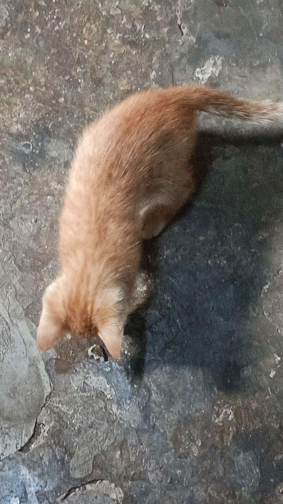 An orange kitten is seen from above, bending down to the ground. The kitten has light orange fur with darker orange stripes on its back and head. Its ears are pointed and its tail extends towards the right side of the frame. The ground beneath the kitten appears to be a textured, dark gray surface with lighter gray and white specks. There are visible cracks and irregular patterns on the ground, suggesting it might be concrete or a similar material. The lighting creates a shadow of the kitten on the ground to its right. The scene is consistent with an outdoor environment, possibly a courtyard or alleyway in Margajaya, Indonesia.