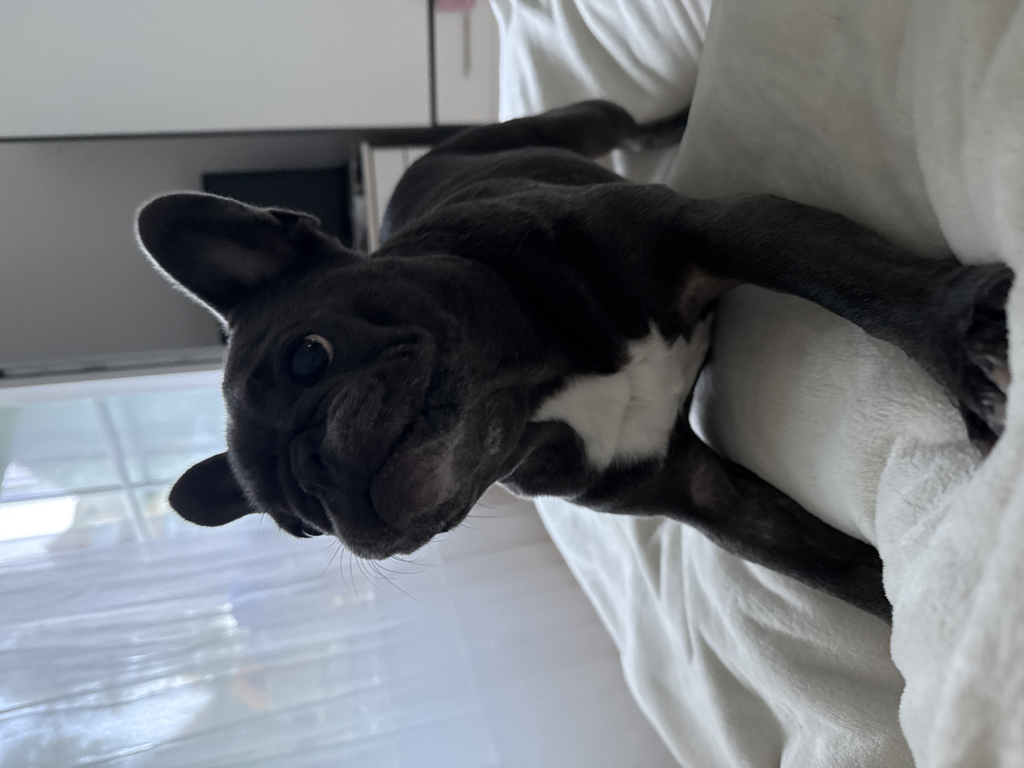 A dark gray French bulldog with a white chest is on a white blanket. The dog is looking up and to its left. The background is blurred, but a white curtain and what appears to be a dresser with a television on it are visible. There is no indication of the city of Bad Sachsa, Germany, or any other specific location.