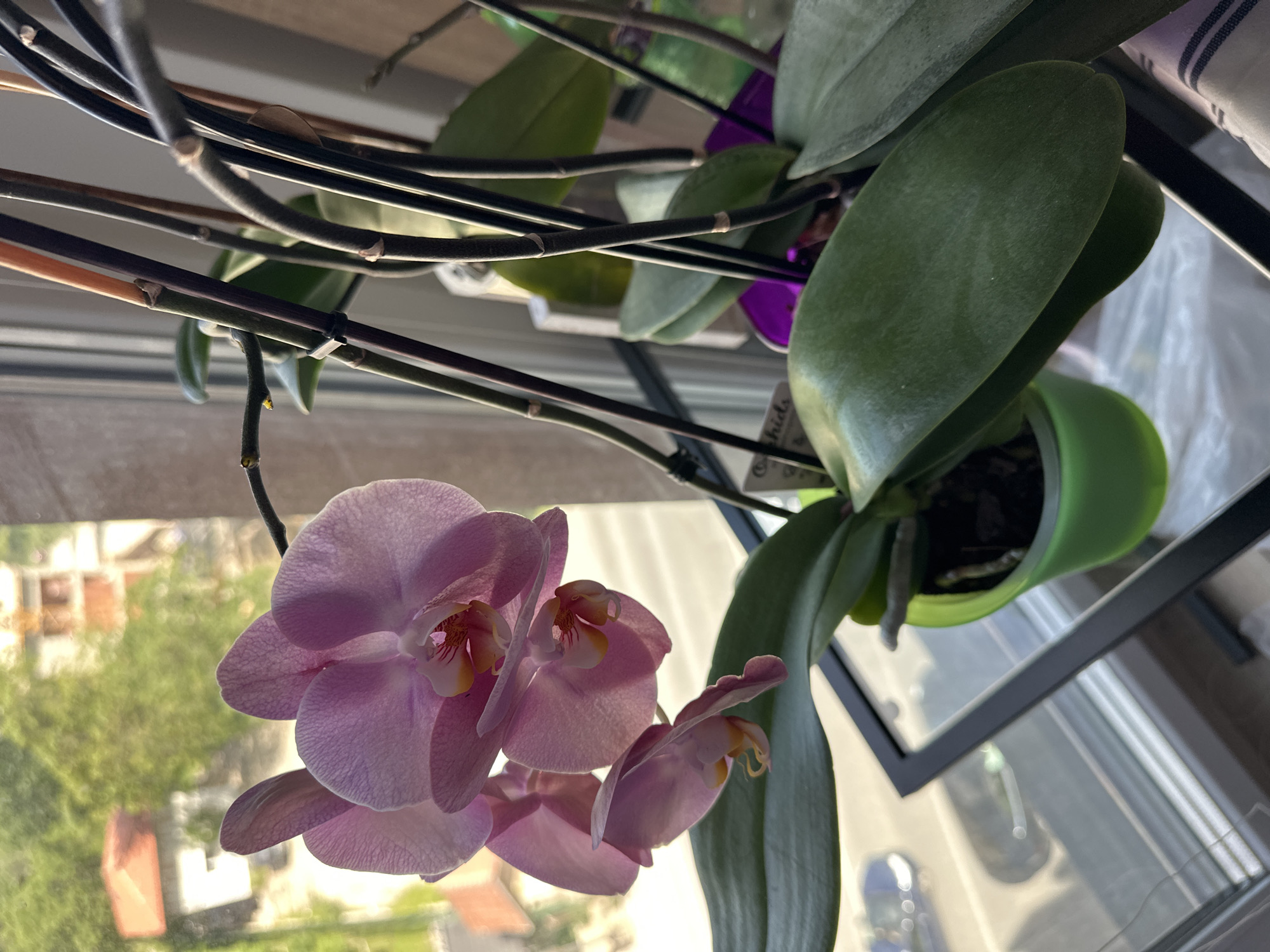 The image shows a close-up of a light purple orchid with several blooms, positioned near a window. The orchid is supported by black stakes and clips. The plant is potted in a green pot. Outside the window, a blurred cityscape is visible, suggesting a location in a city. The image does not provide enough information to confirm if it is in Sofia, Bulgaria.