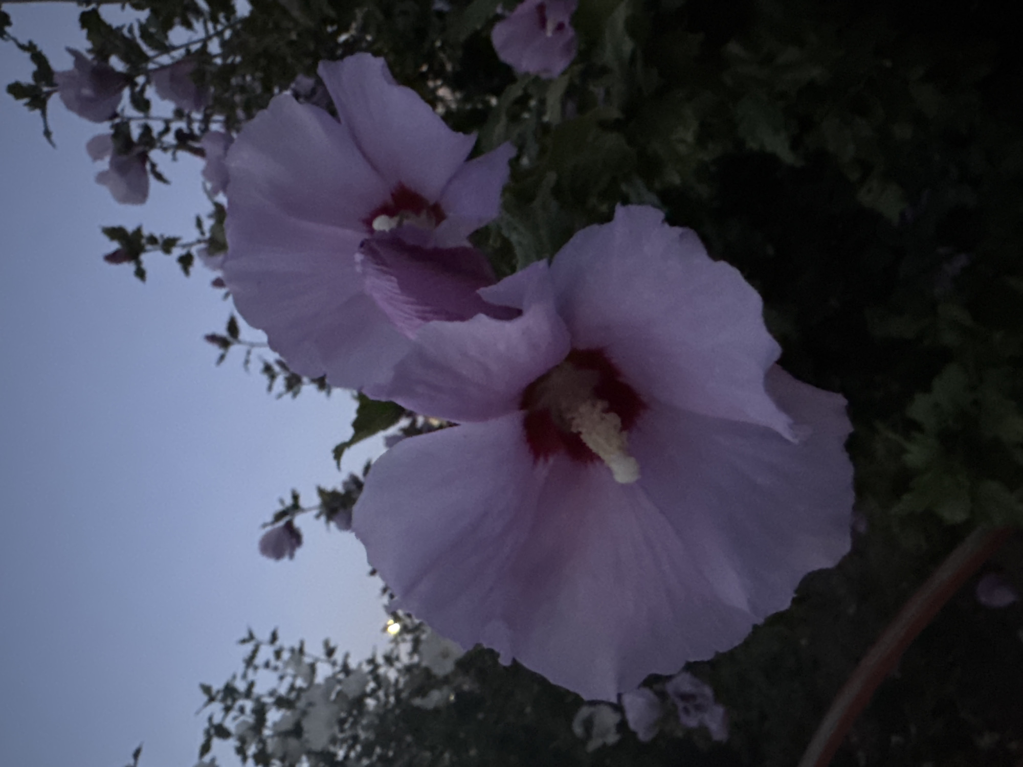 This is a close-up, eye-level, outdoor photograph taken at dusk in Unknown, Unknown. The image features a cluster of pale pink hibiscus flowers in focus, with two prominent blooms in the foreground. The flowers have delicate, ruffled petals and a deep red center with a yellow stamen. Behind the foreground flowers, a hazy sky transitions from a pale blue to a deeper twilight hue. The background is filled with dark green foliage, some of which is out of focus. The lighting suggests early morning or late evening, casting a soft, diffused glow on the scene. There are no people or animals visible in the frame.